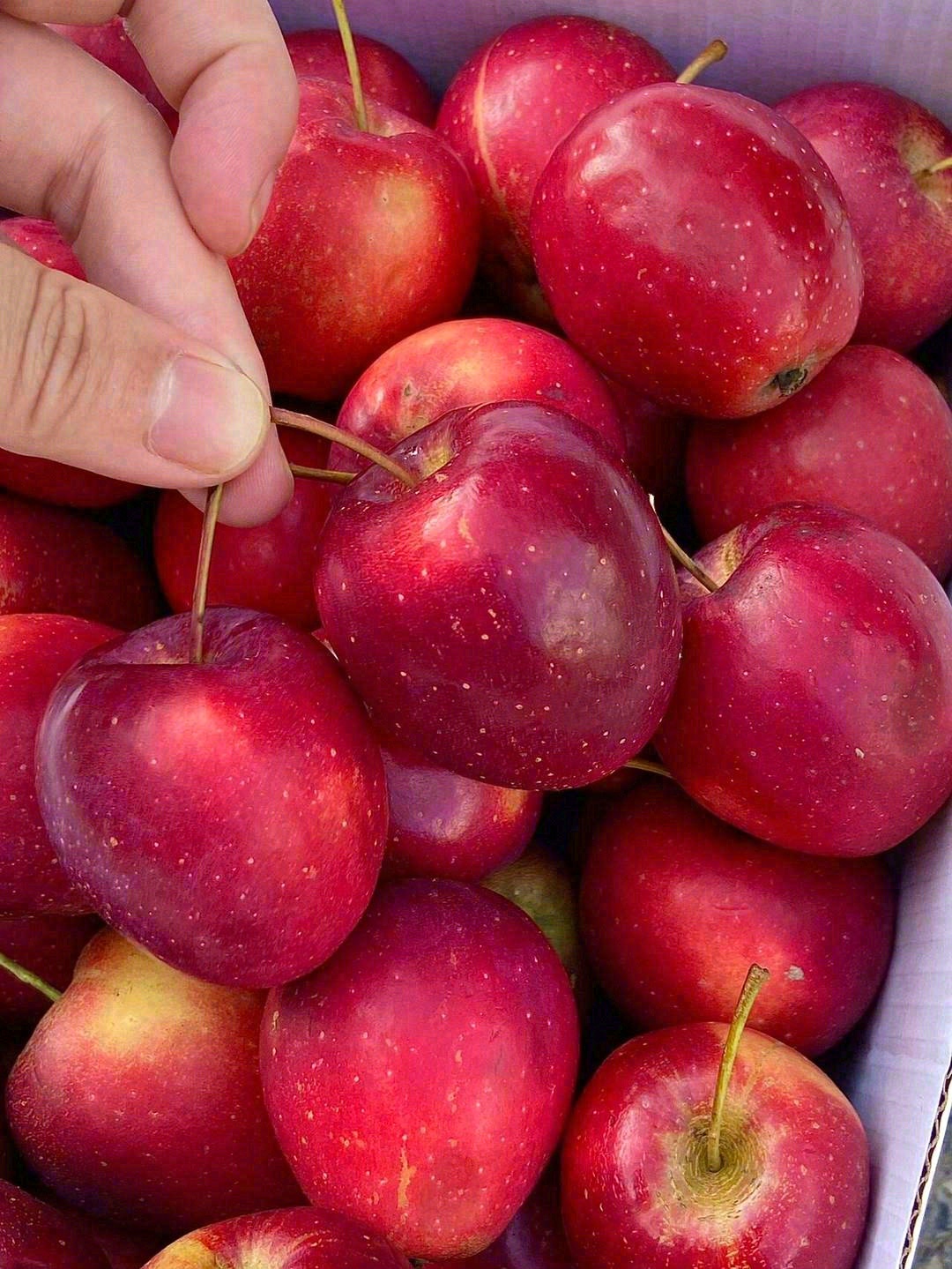 闻着清香，吃后留香～🍎 轻轻咬一口，酸酸 配图3