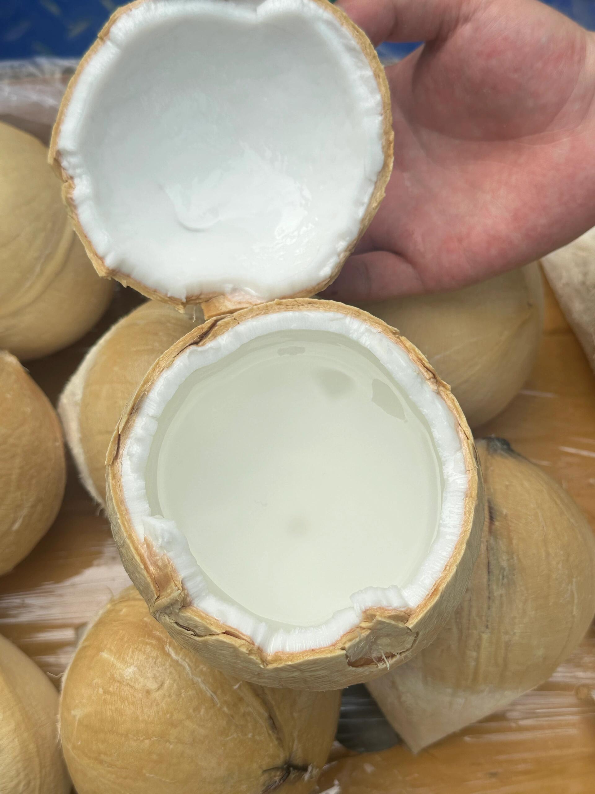 🥥 椰皇！ 小小个超可爱🥥 敲开椰香四溢 配图2