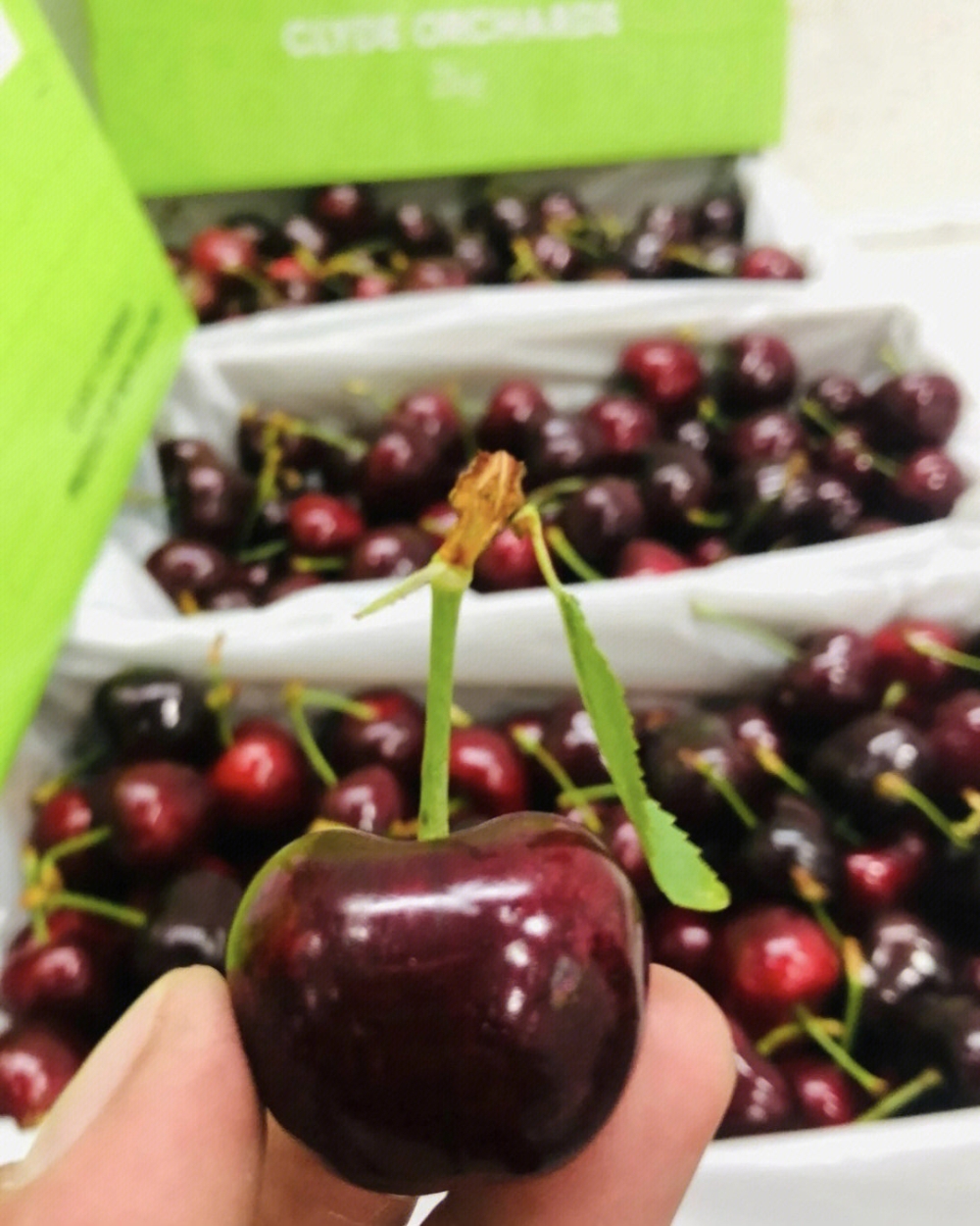 -新西兰车厘子🍒新西兰的珠光宝气，克莱德 配图2