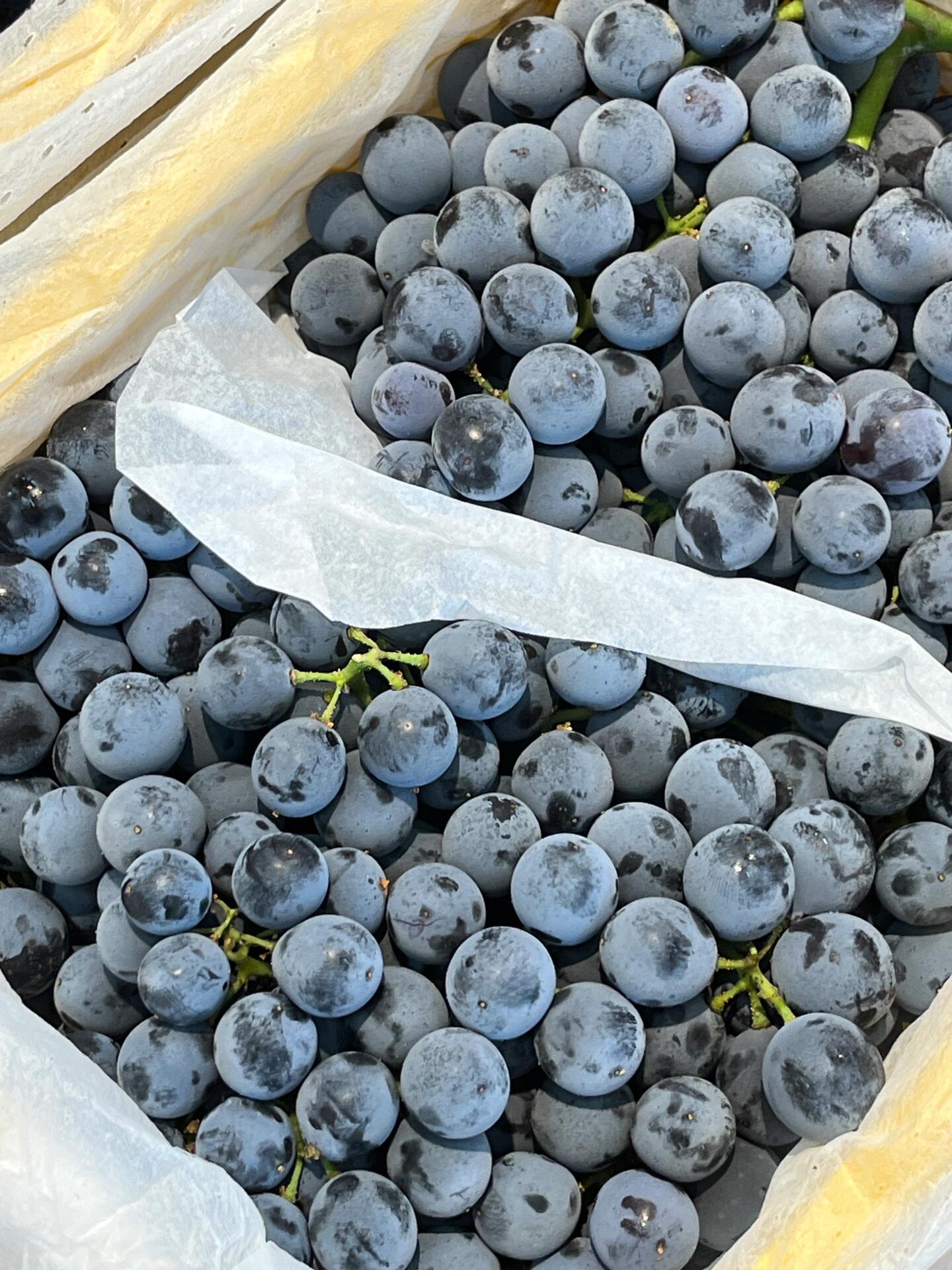 【云南 夏黑葡萄】🍇 葡萄中的极品👏 ， 配图1