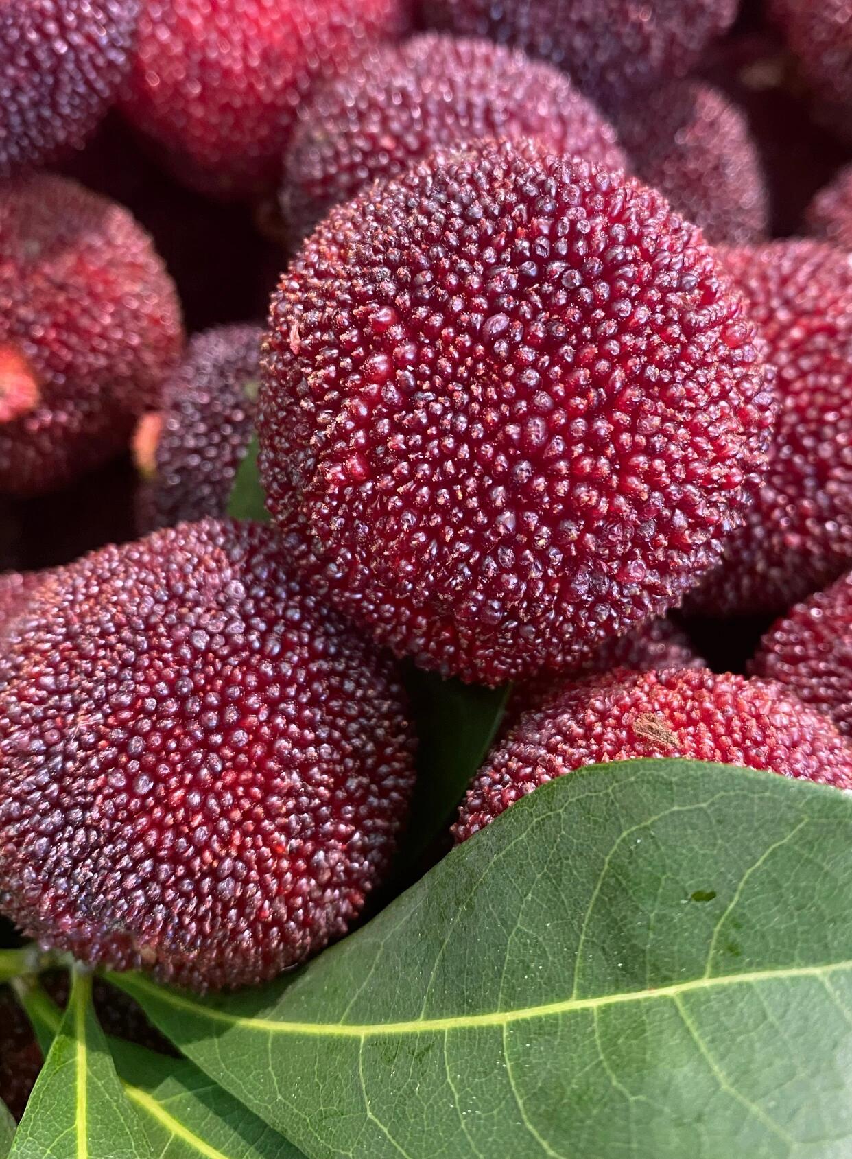 💥 东魁杨梅到新👏 👏 初夏的季节🔆 ， 配图1