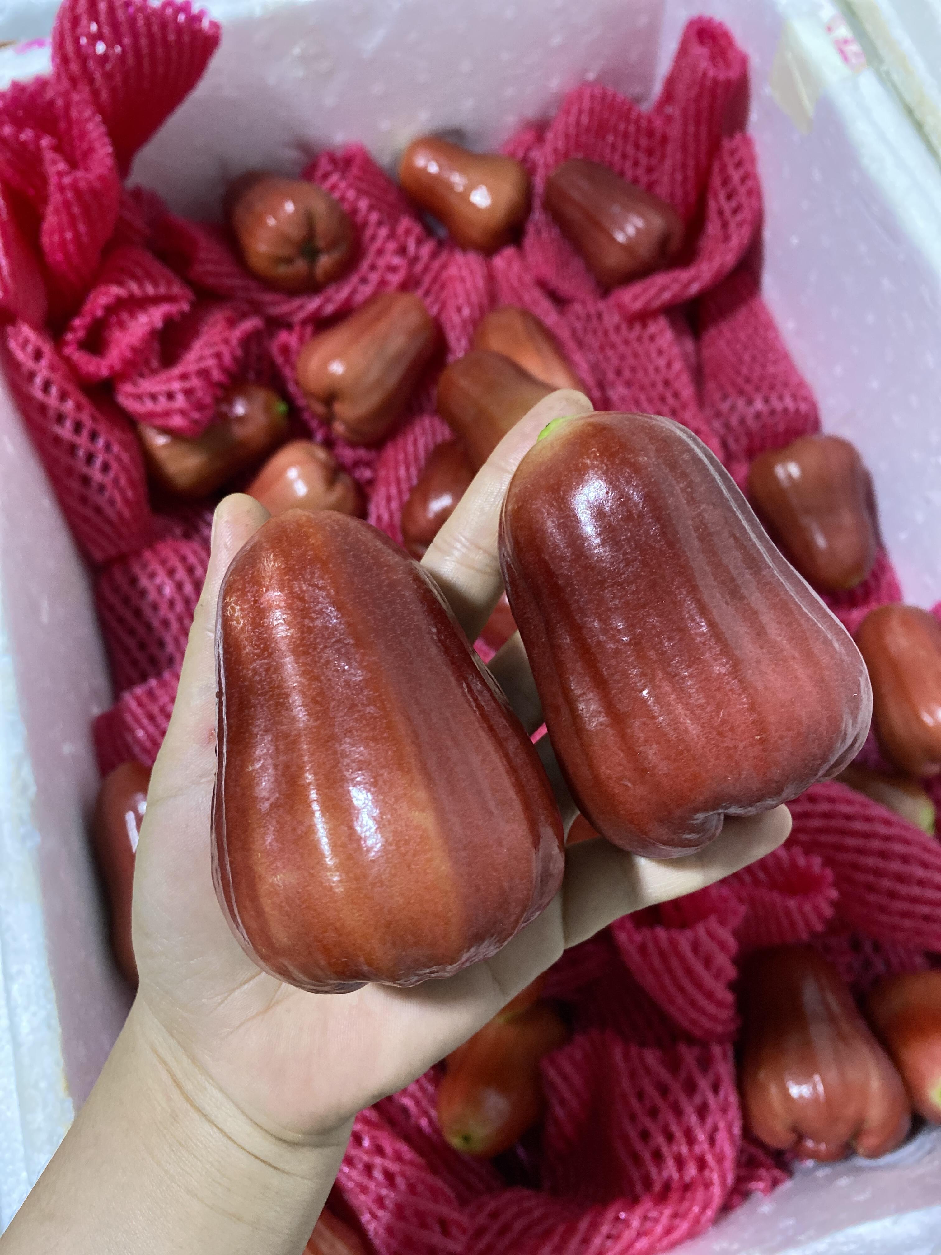 黑金刚莲雾 完全不够吃的节奏～ 清甜，爽 配图3