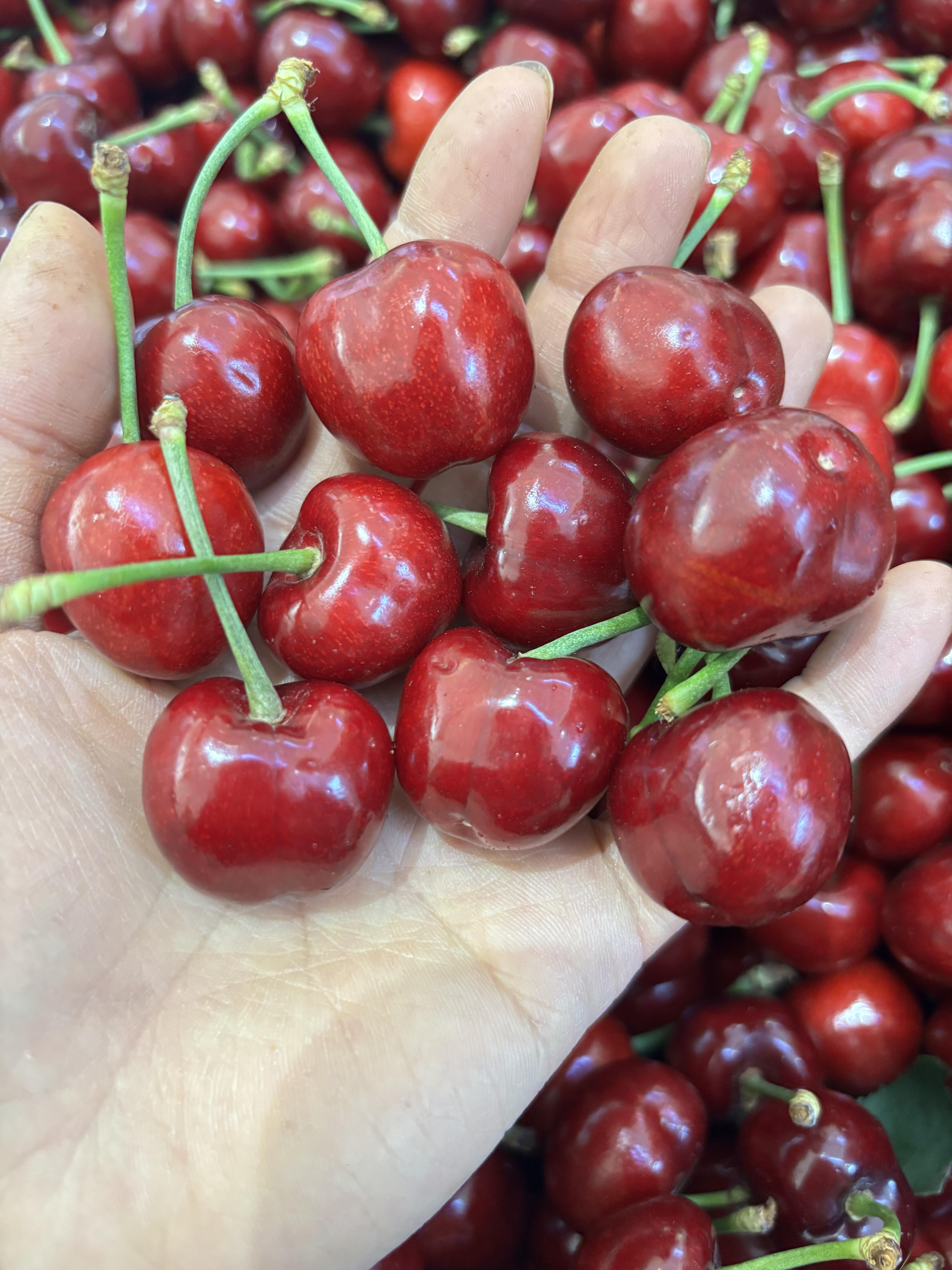美早樱桃🍒，不负时光，不负年华💗 春季里 配图2