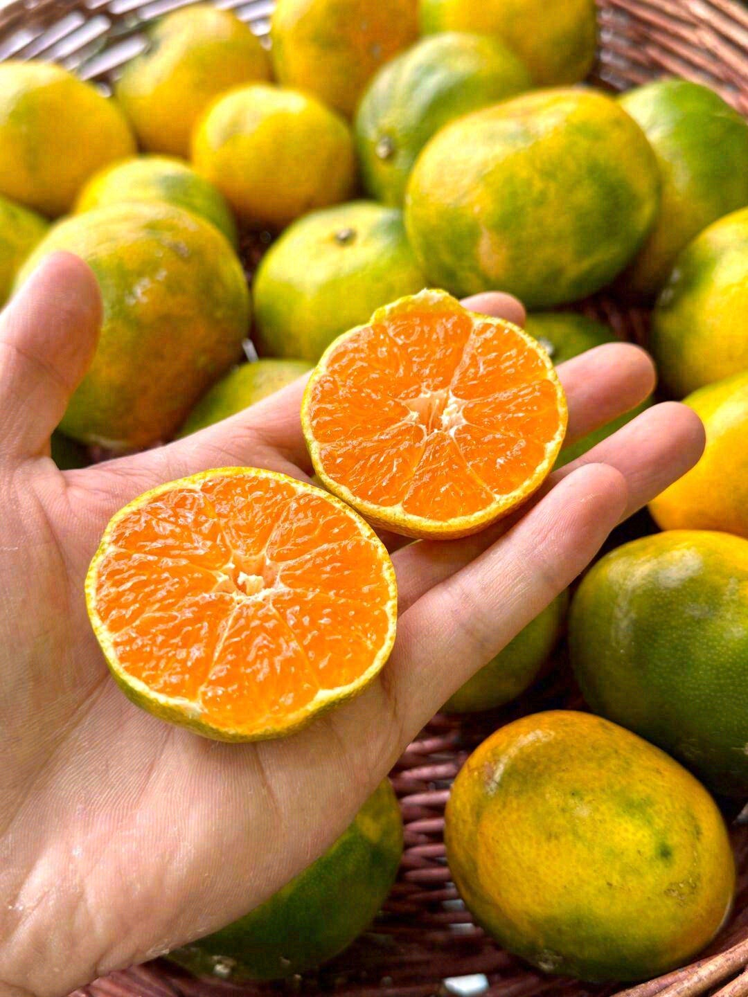 🍊每一个细小的橘子颗粒里，都包裹着满满的 配图1