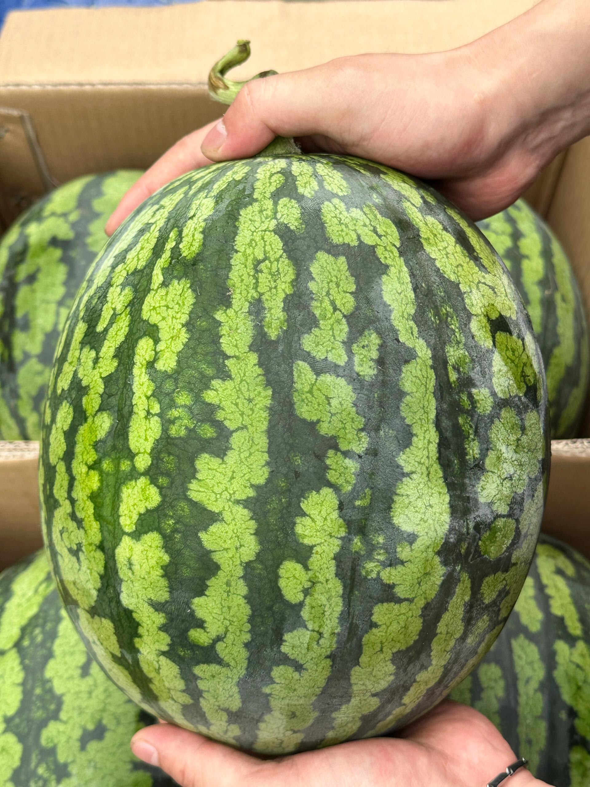 🍉瓜肉粉红，纤维少 一口脆甜，肉多汁💦， 配图3