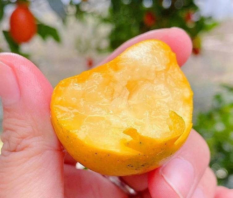融安滑皮金桔🍊天然洗肺机 每一颗是自然成 配图1