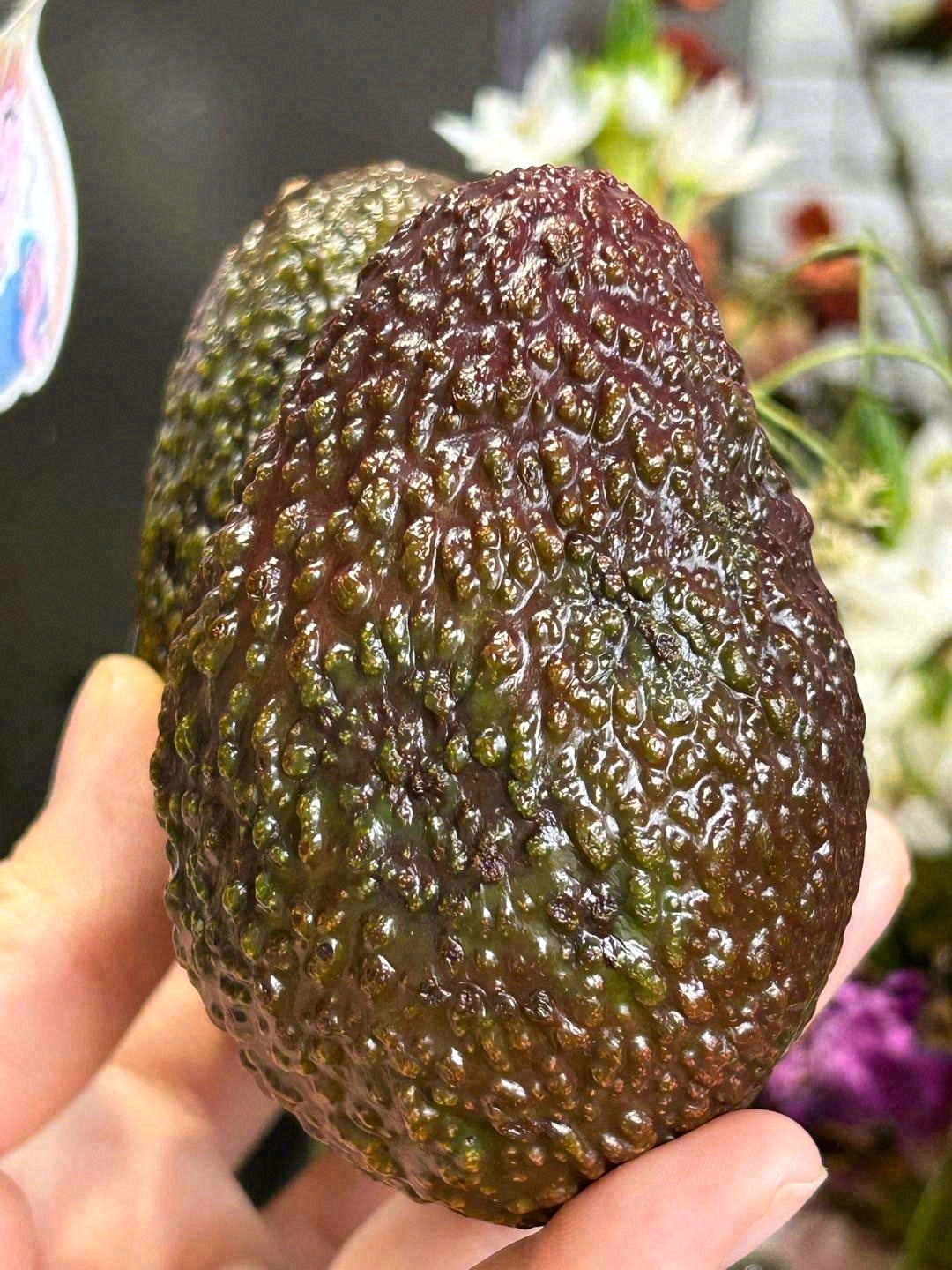 神仙牛油果🥑 口感柔滑、绵密如酪！🍮 低 配图2