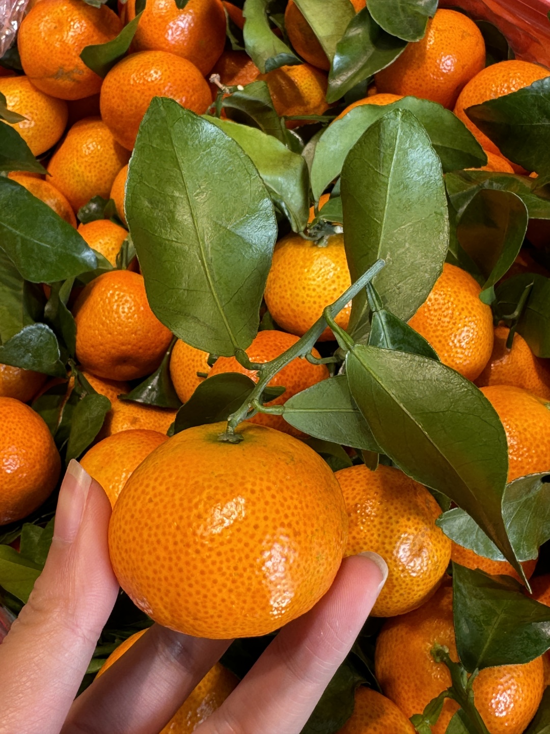 🍊砂糖橘来啦！🍊 皮薄肉嫩，一掰就开🍊  配图1