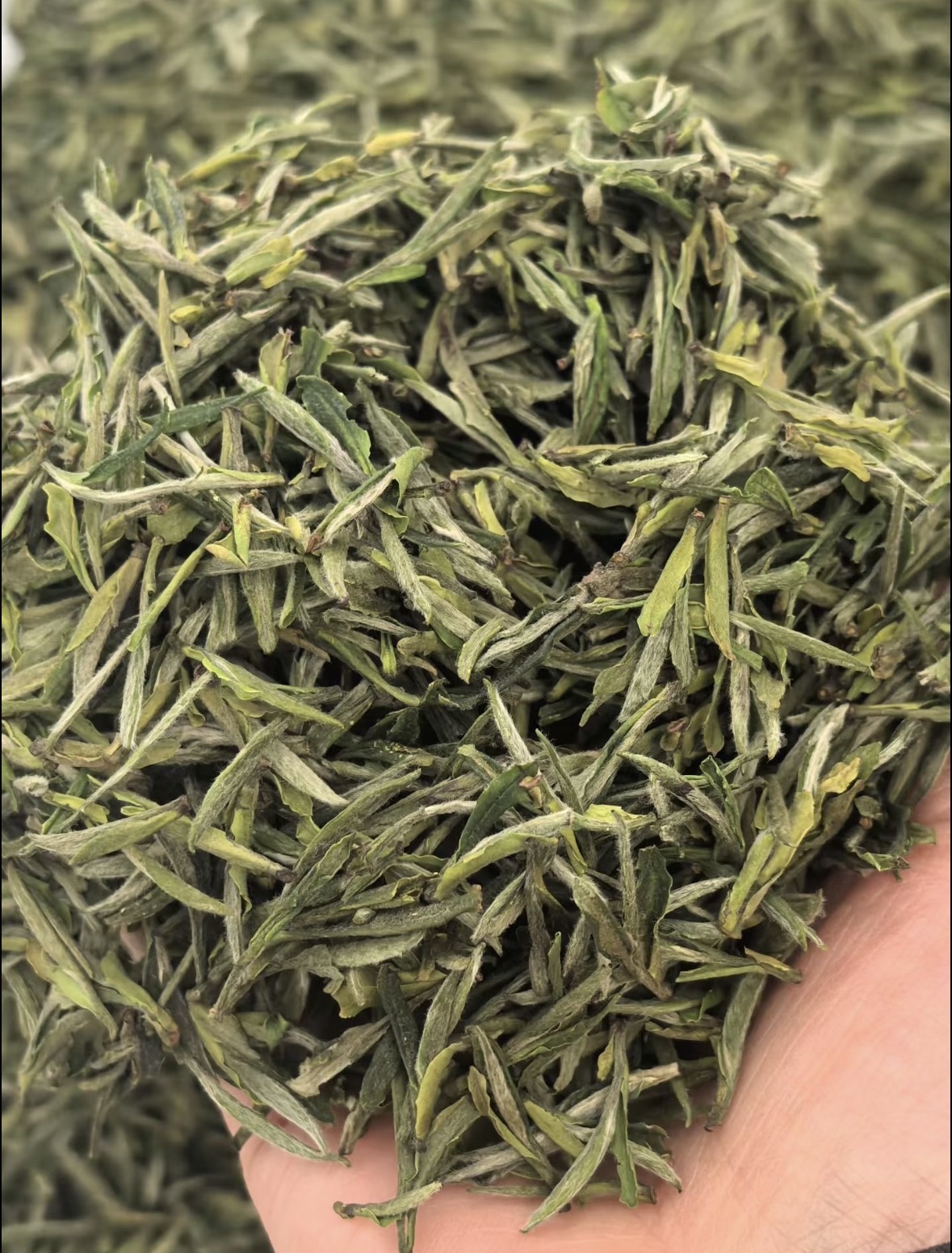 🍵霍山黄芽｜春季好茶上新 ✅高山原生态种 配图2
