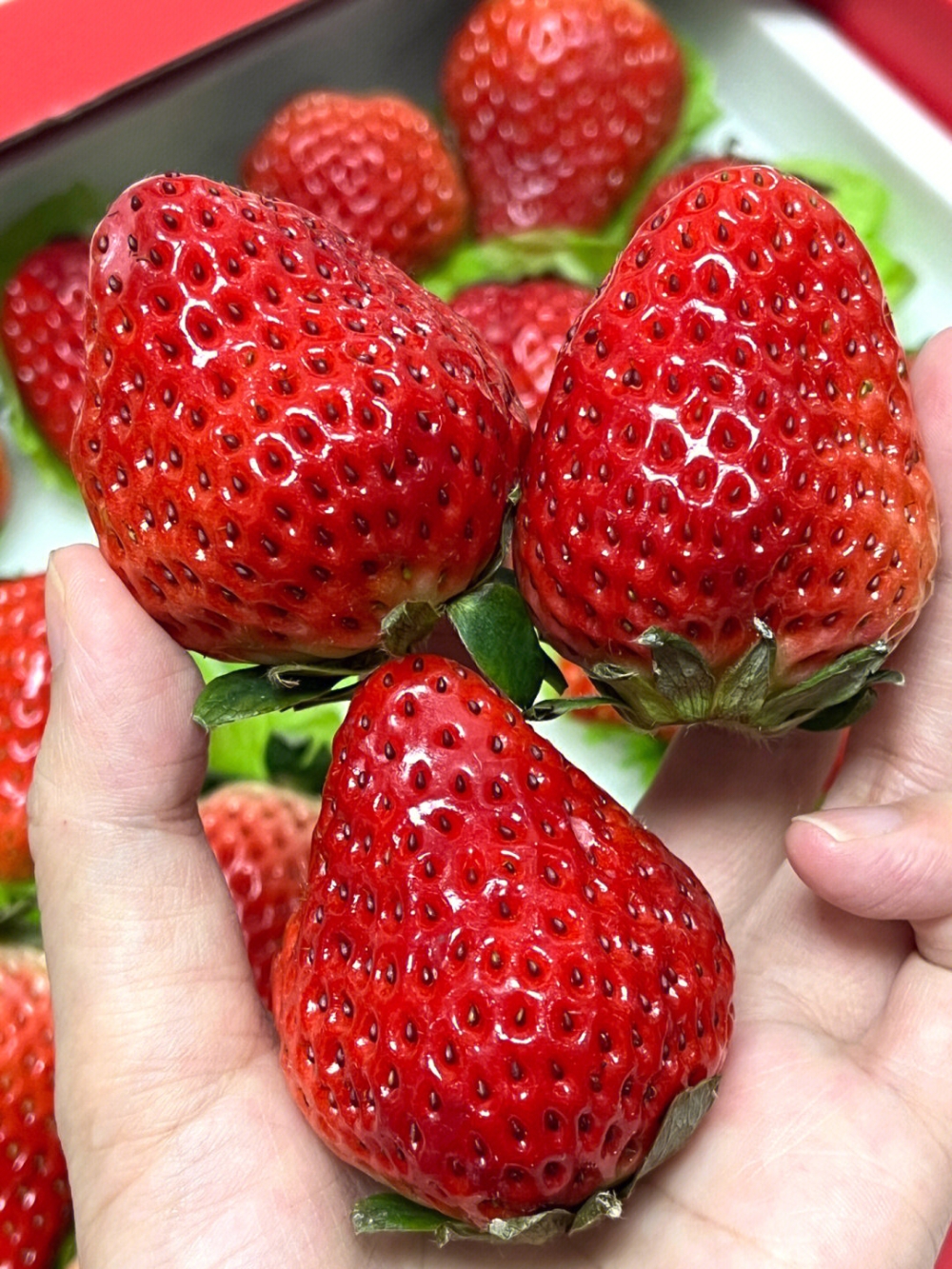 丹东草莓🍓一打开包装草莓的清甜混着奶香味 配图1