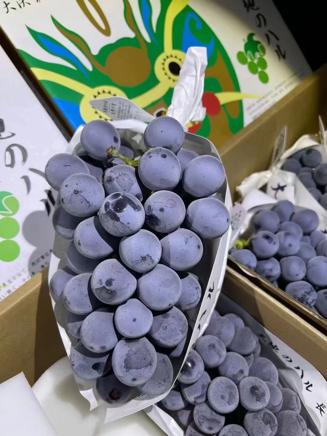 【🍇大地长野紫黑提】 最高档次玫瑰黑提！ 配图1