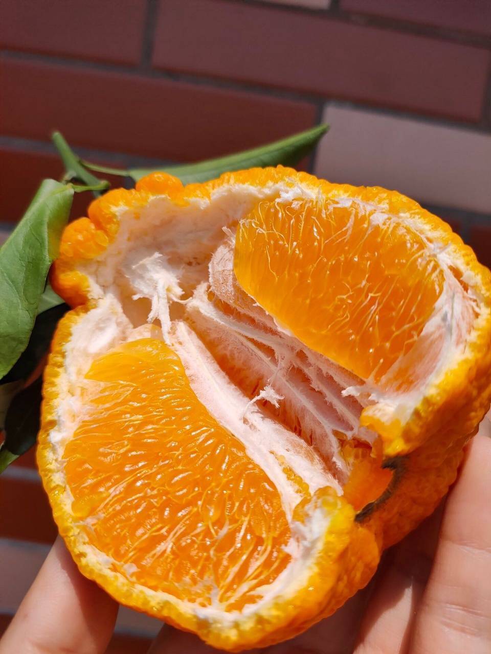 🍊丑橘才不丑呢！ 皮薄易剥，果肉爆汁甜美 配图2