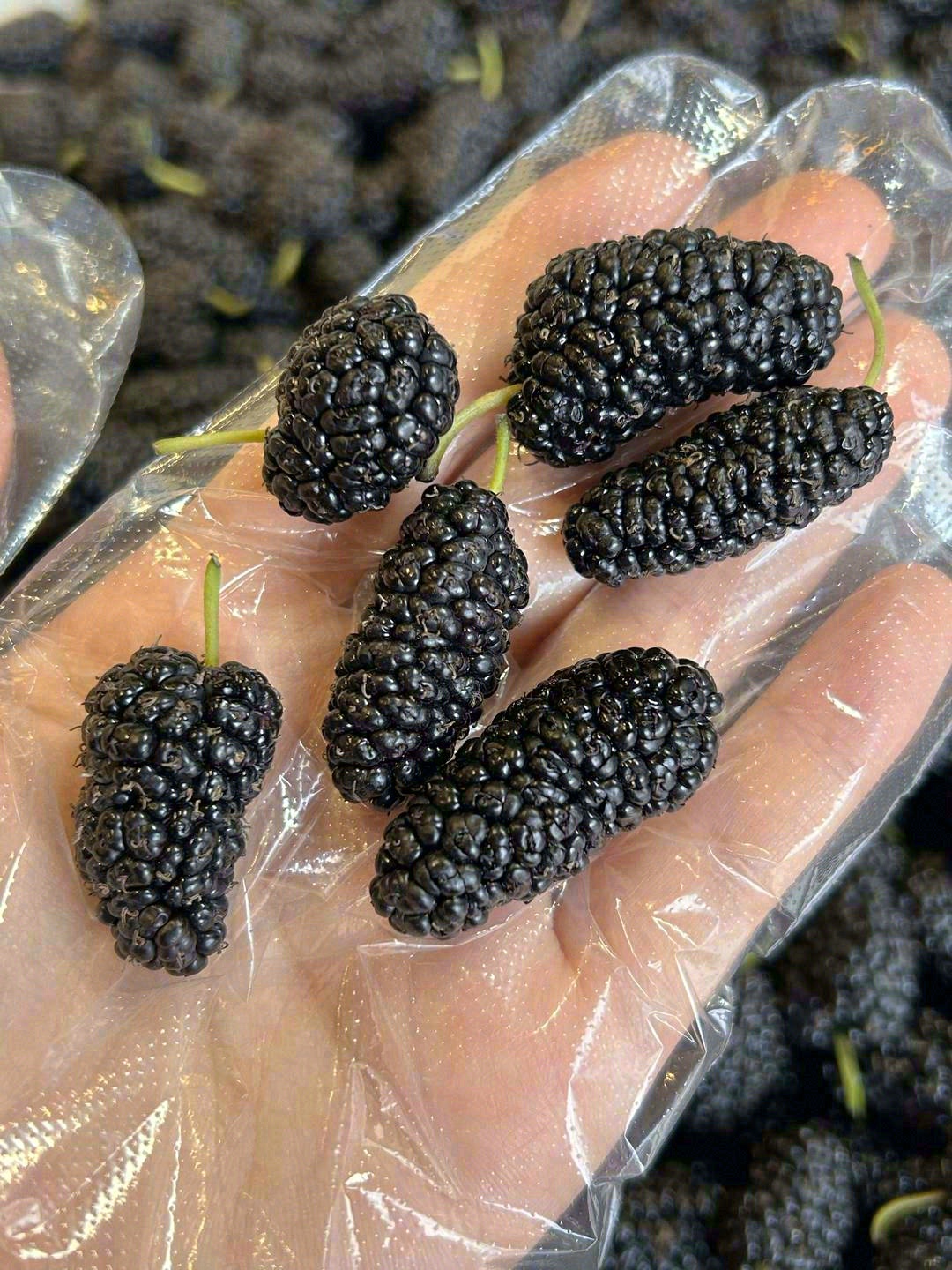 桑葚上市成“新宠”🥰，吃货们抓紧尝鲜啦🤩 配图1