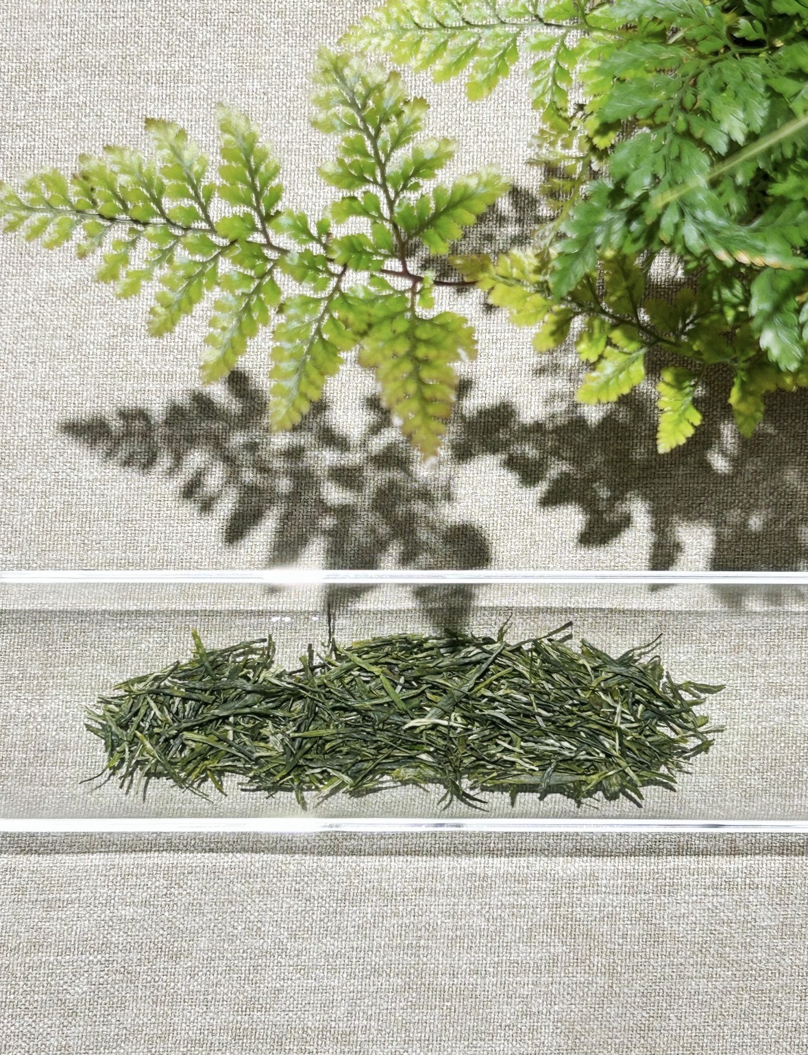 🍵恩施玉露·一眼心动的绿茶 ▫️千年蒸青 配图2