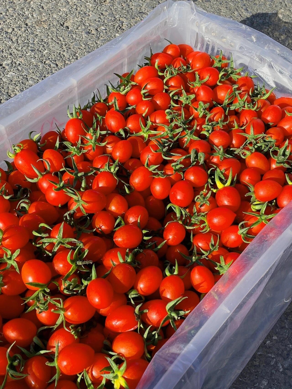 玲珑小番茄🙋高维C推荐：玲珑小番茄🍅🍅一 配图3