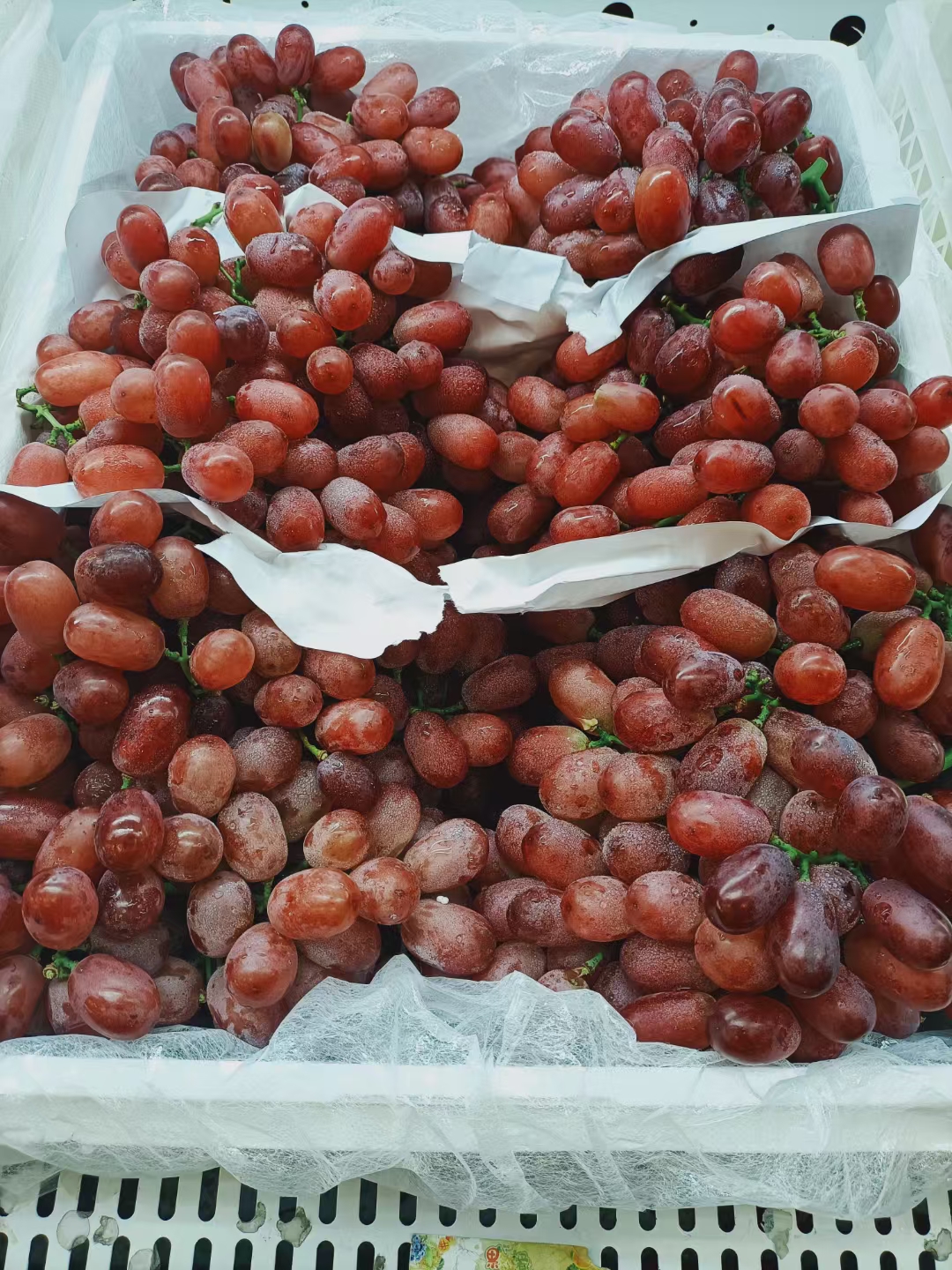 秋风送爽，来一串新鲜滴水无籽红提吧🍇 挂 配图1