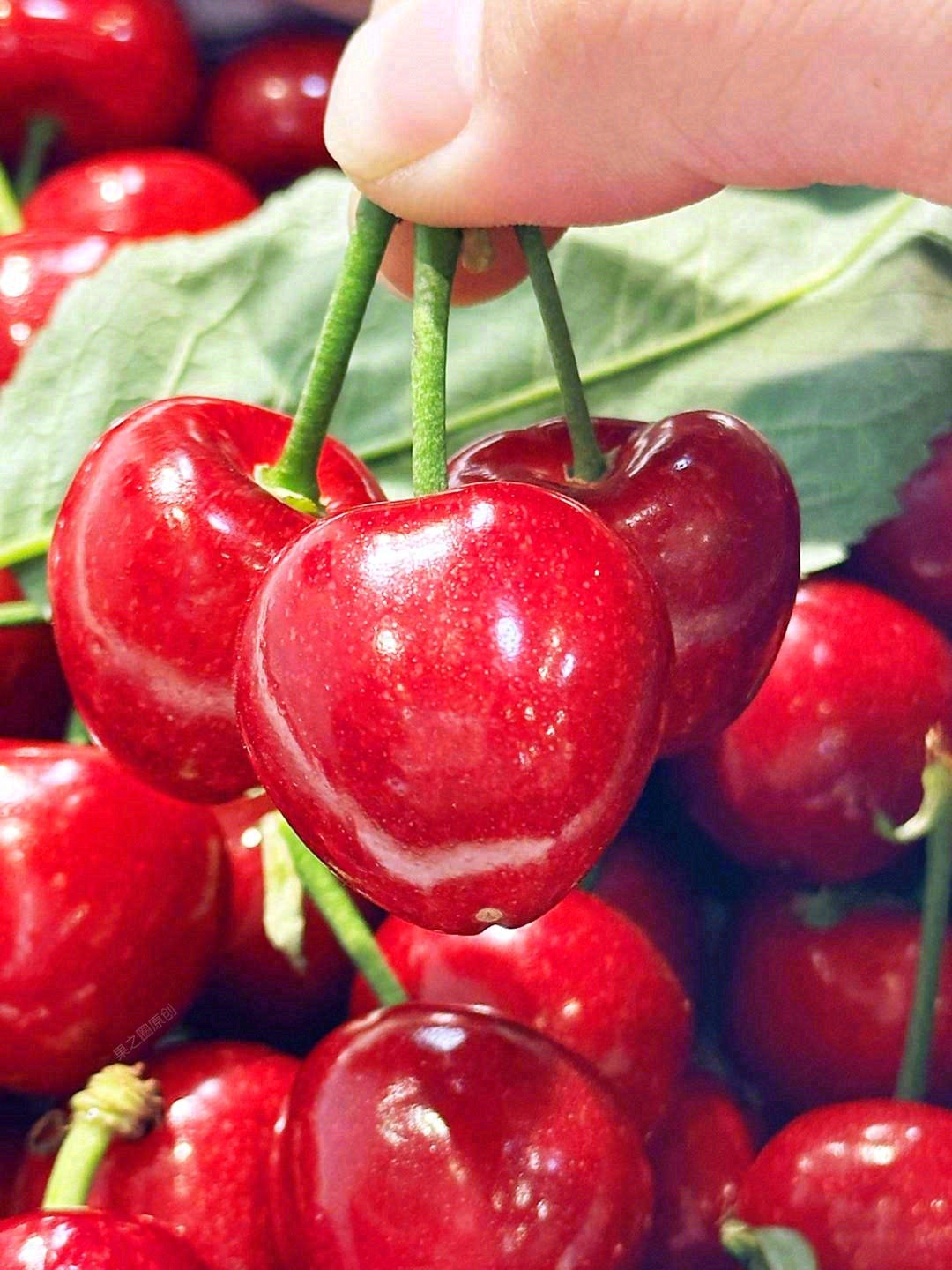脆甜可口的第一好吃的🍀美早樱桃🍒 只为懂 配图1
