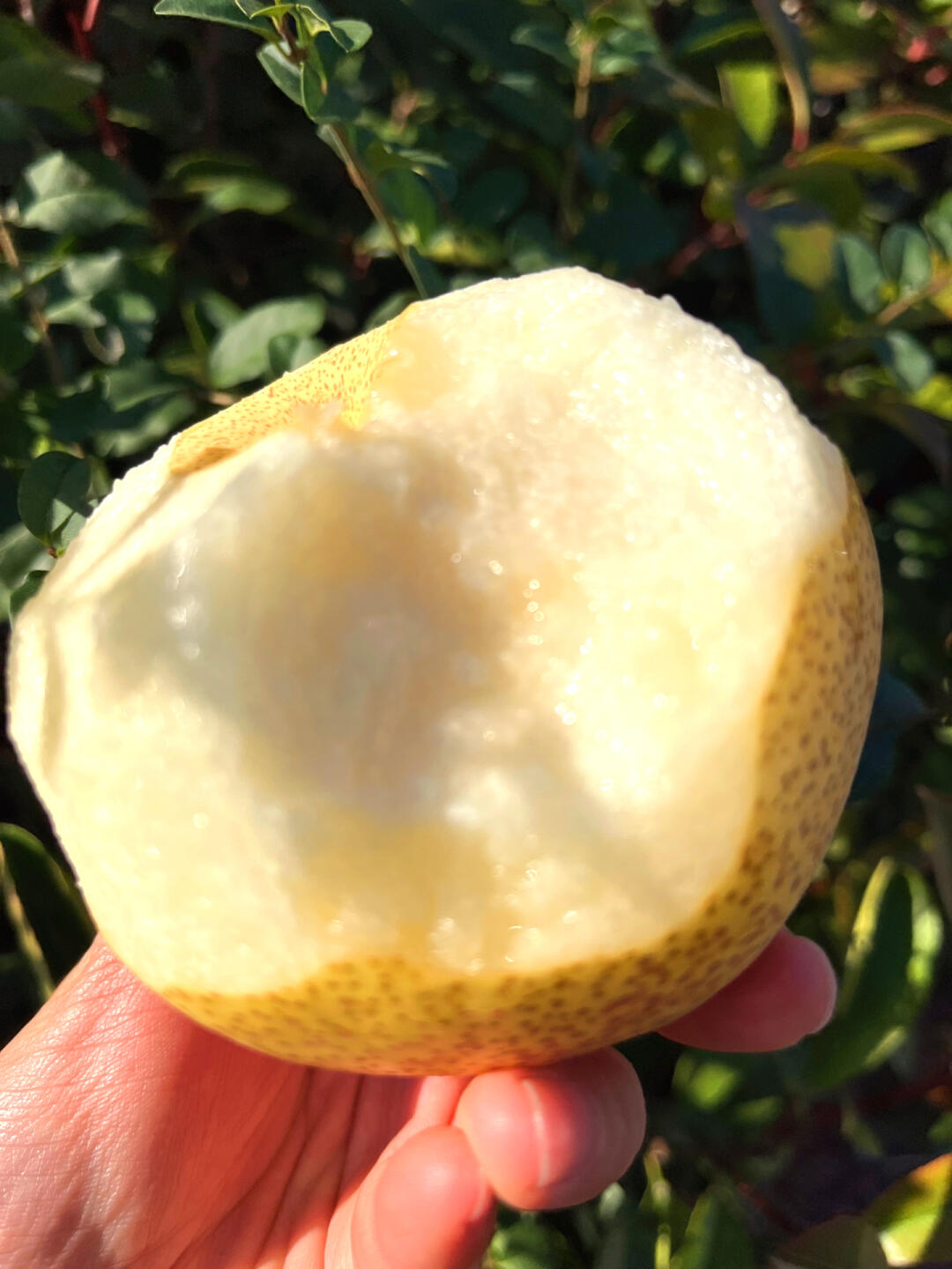 秋冬养肺❤️多吃梨👍 ☘食一颗砀山酥梨🍐 配图2