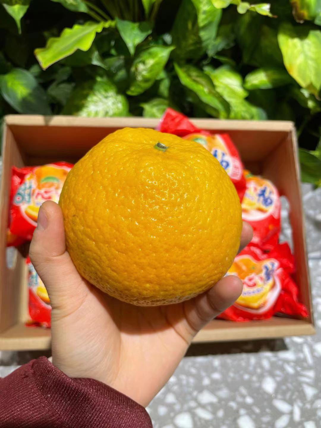 🍊这个甜心柚，清甜爽口多汁 别看外表长的 配图3