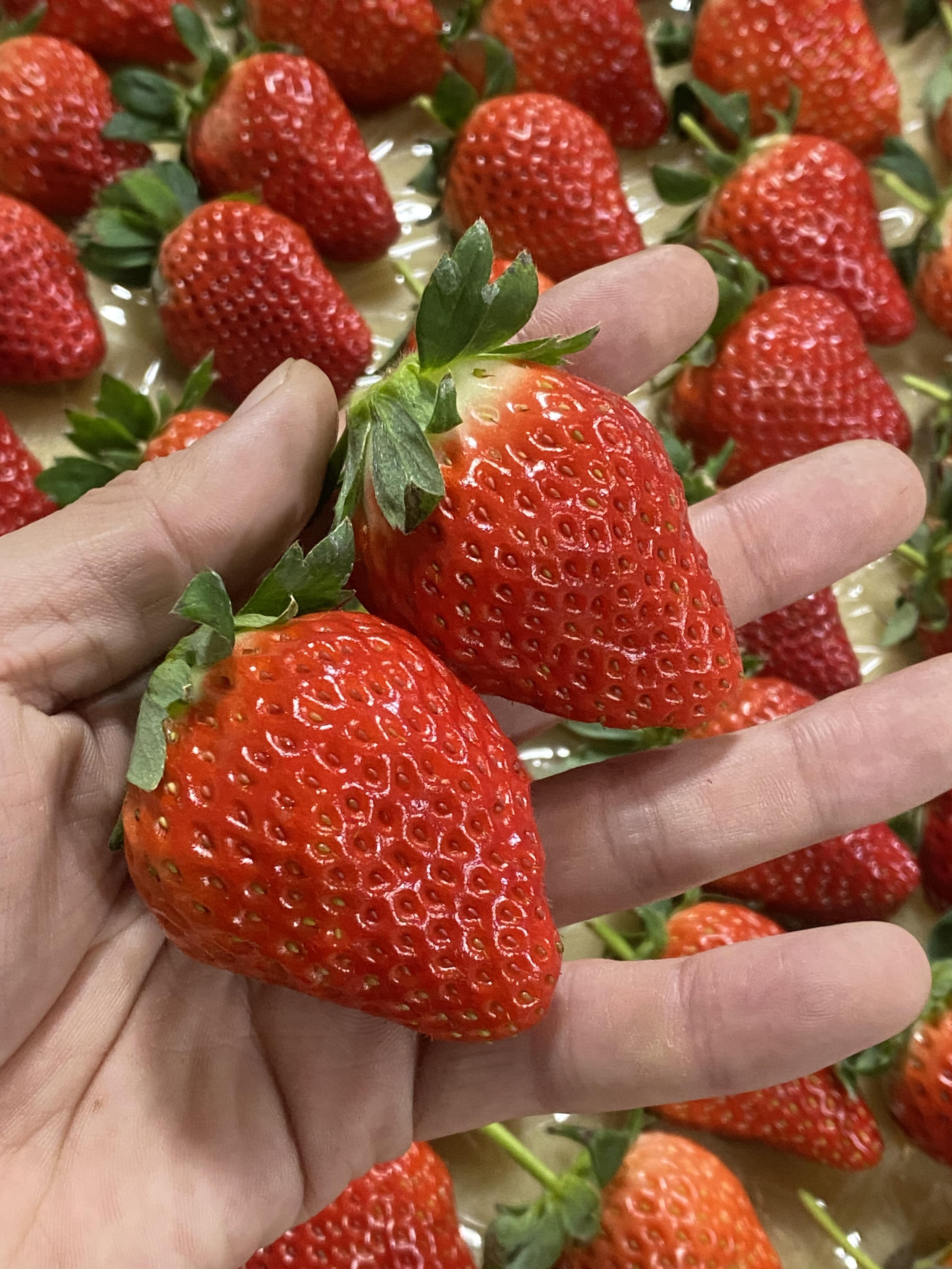 🍓红彤彤的丹东草莓✨ 甜丝丝的香味，凑近 配图3