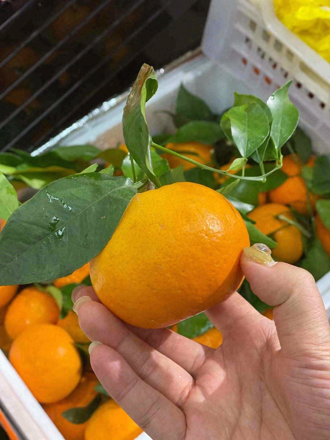 🌈「明日见」甜度超高，口感非常有层次 脆 配图1