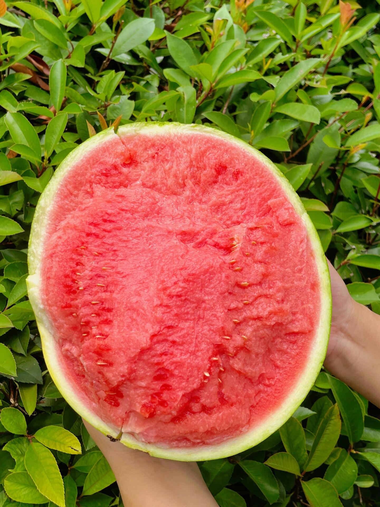 今天的天气可以配个西瓜🍉77咯！ 直逼夏 配图2