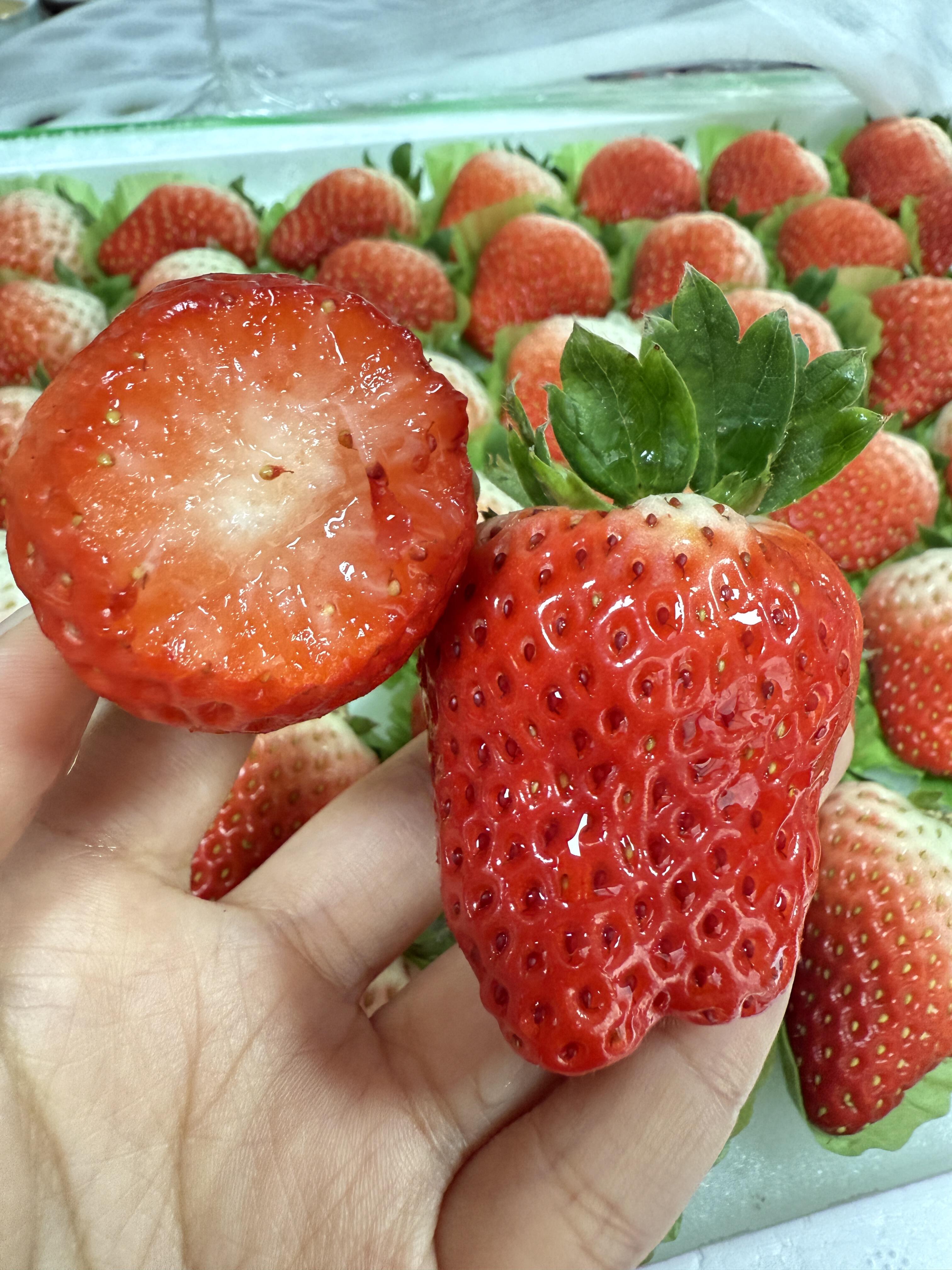 ✨红颜草莓尾季抢鲜！ 红艳饱满香气浓🍓  配图3