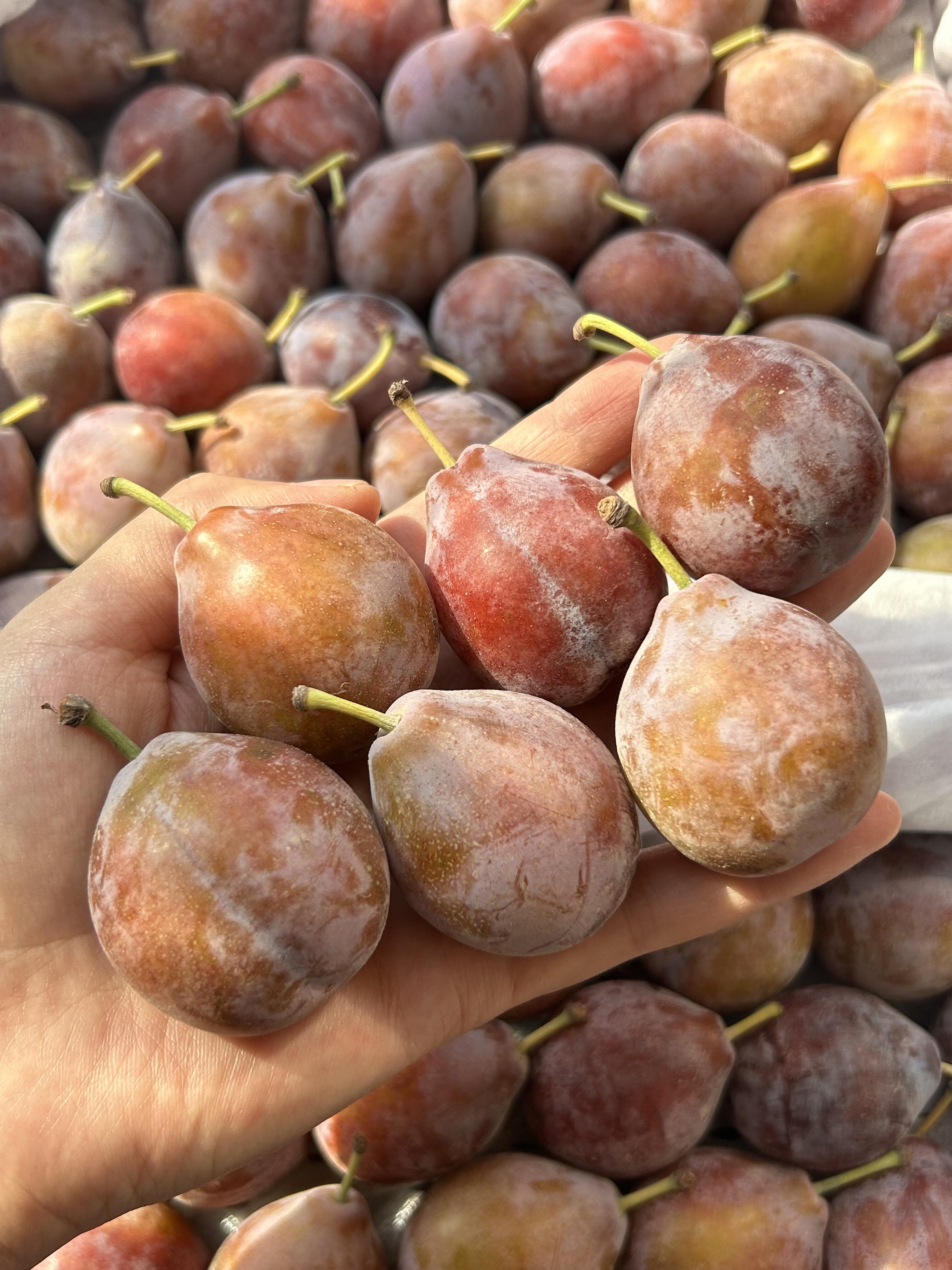 逆风的方向，更适合飞翔🕊️ 秋天的西梅🍂 配图1
