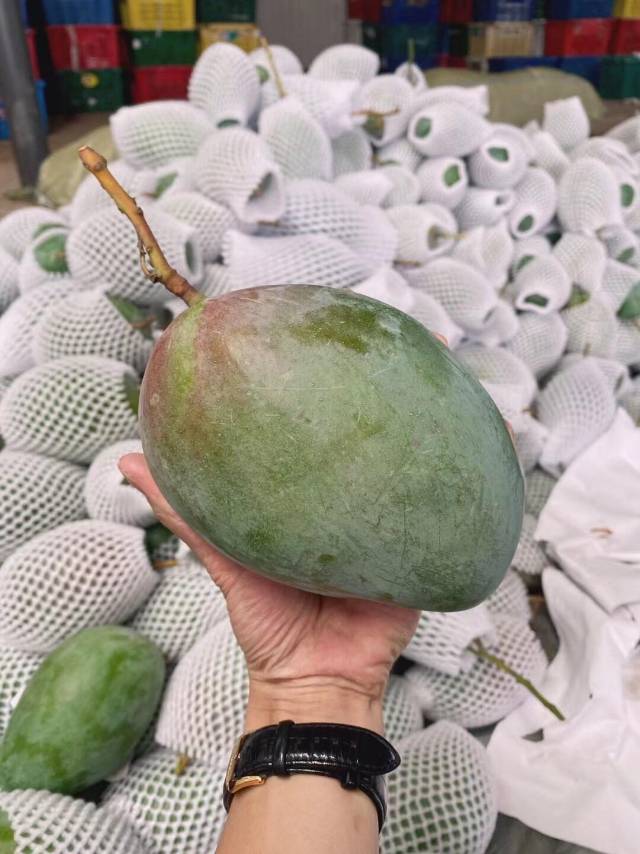 🌱攀枝花凯特芒🥭 个头巨大，一个就能切一 配图2