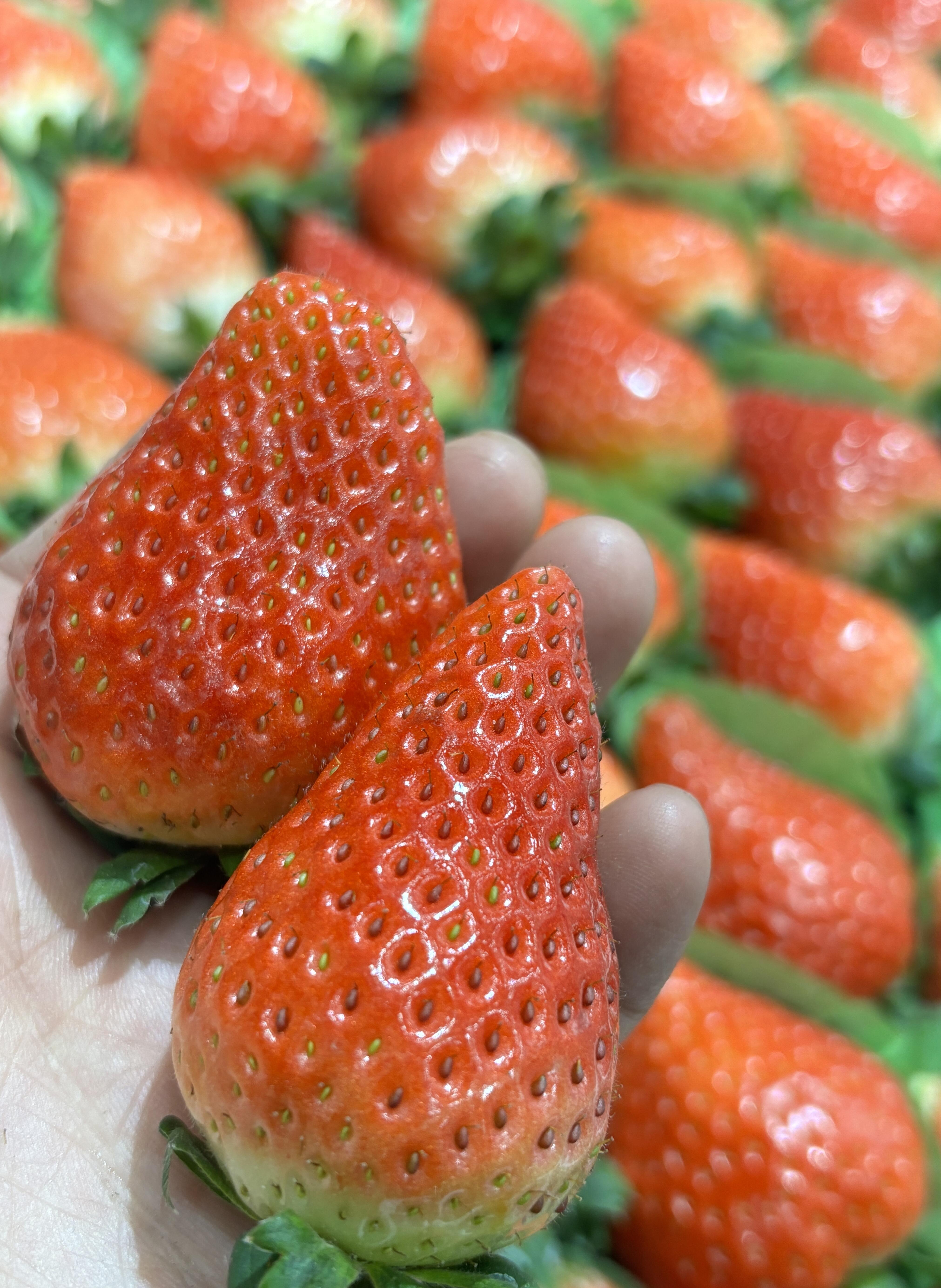 本地奶油草莓来咯🍓 一口下去，又香又甜又 配图2