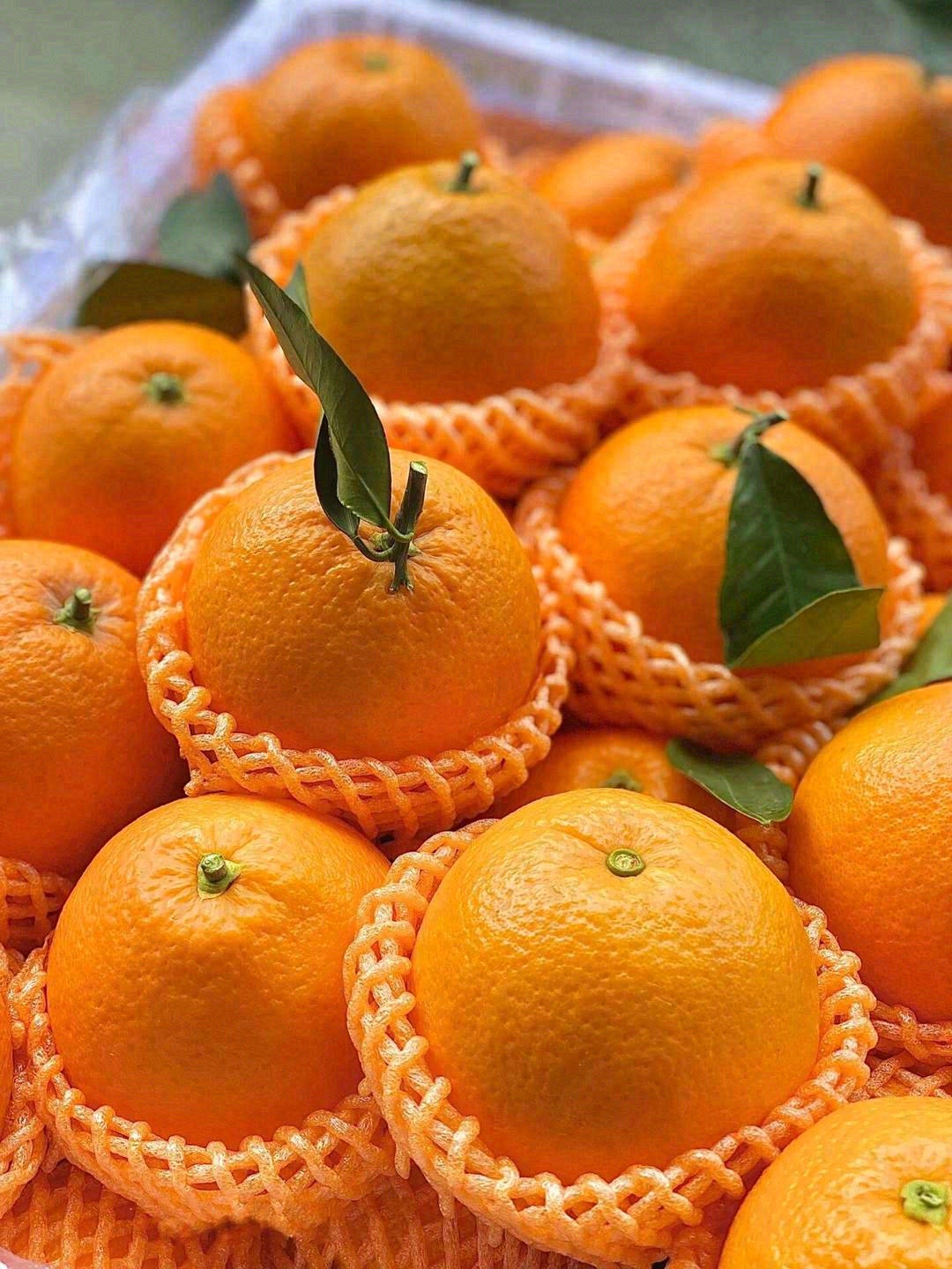 此时已满园橙香🍊，念你的人正在路上🏃 我 配图2