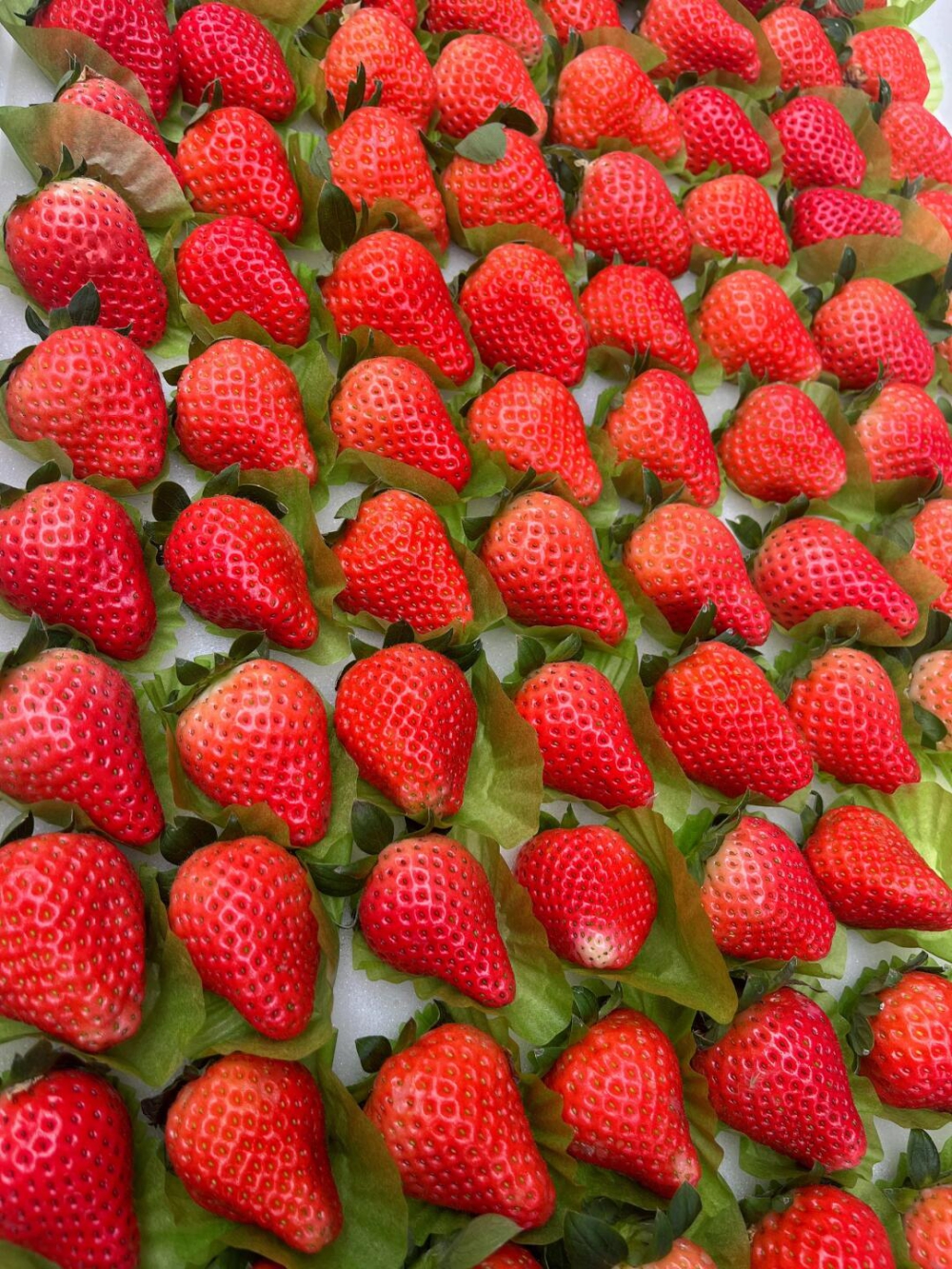 🍓冬天的正确打开方式！草莓🔥没有草莓的冬 配图2