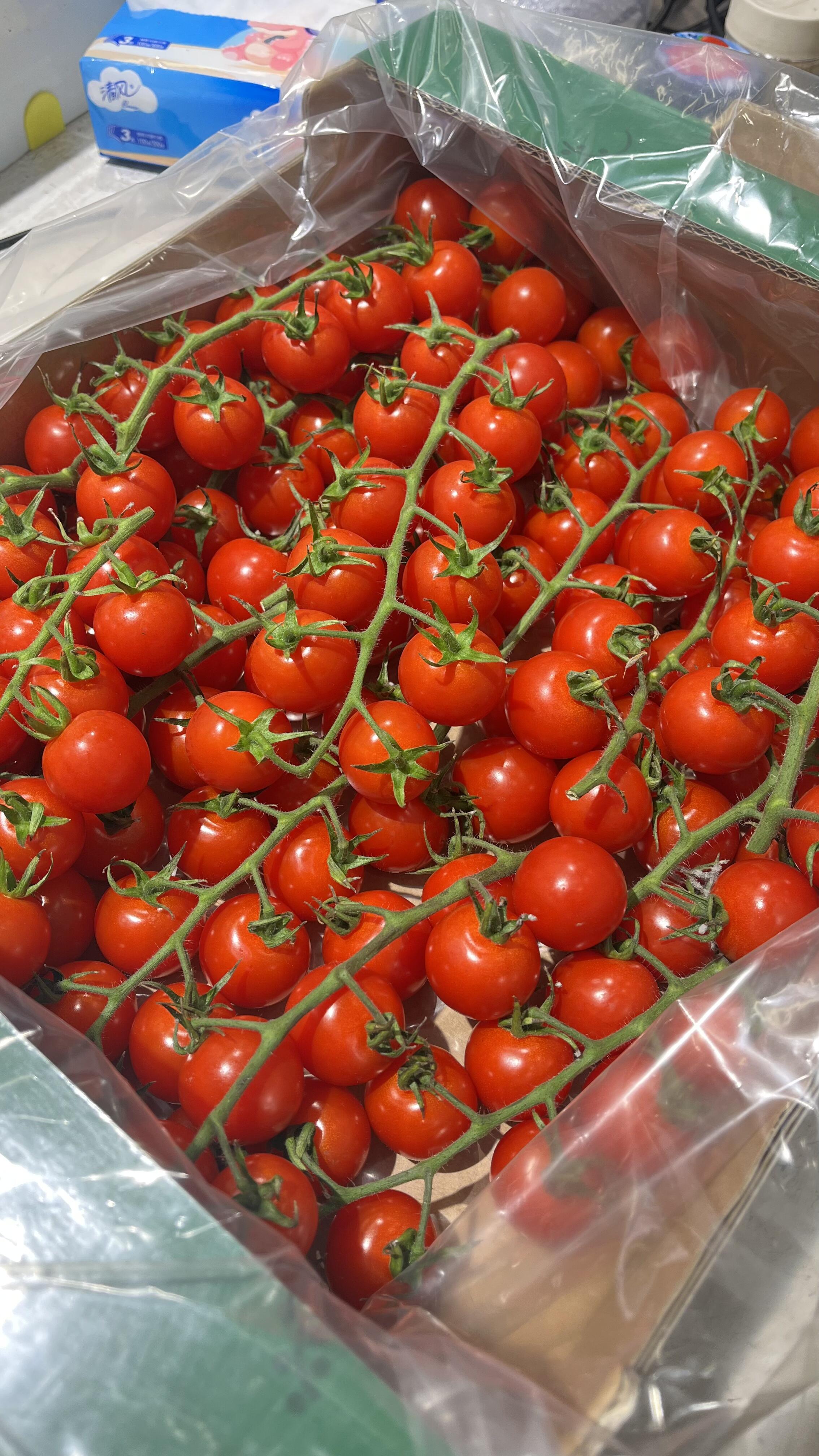 🍅串收番茄 一串一串看着就很治愈😎 个头 配图2