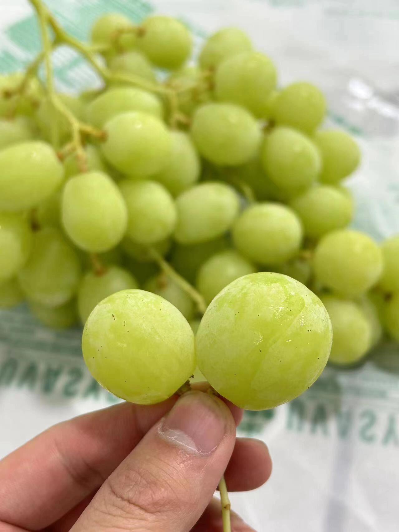 实现青提自由了💚超级甜🍭 春天的风承载着 配图1