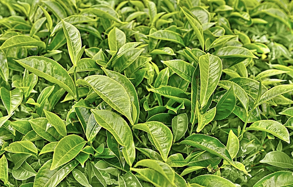 喝茶是热爱 卖茶是生活 万物皆可爱 茶叶 配图3