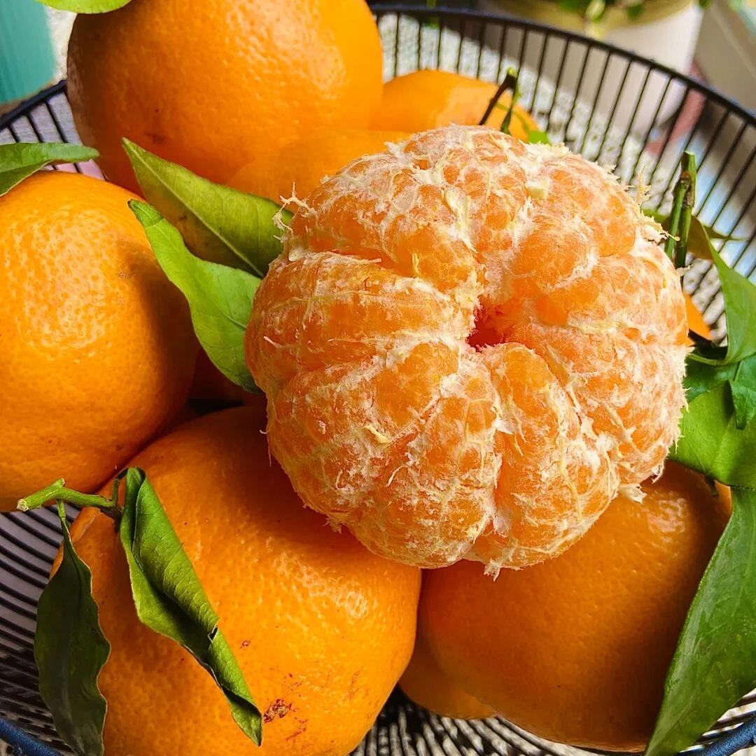 🍊春见耙耙柑 不管你的城市吹风下雪， 我 配图3