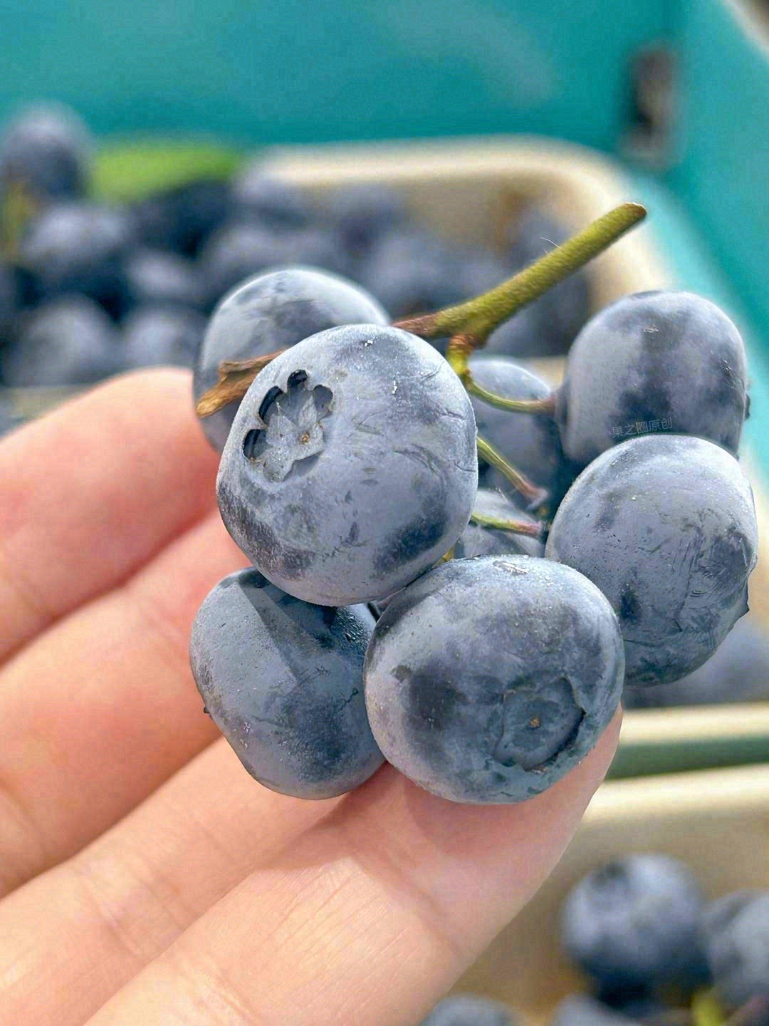 枝冠蓝莓💗甜蜜你我 枝冠蓝莓🌿，甘甜的浆 配图2