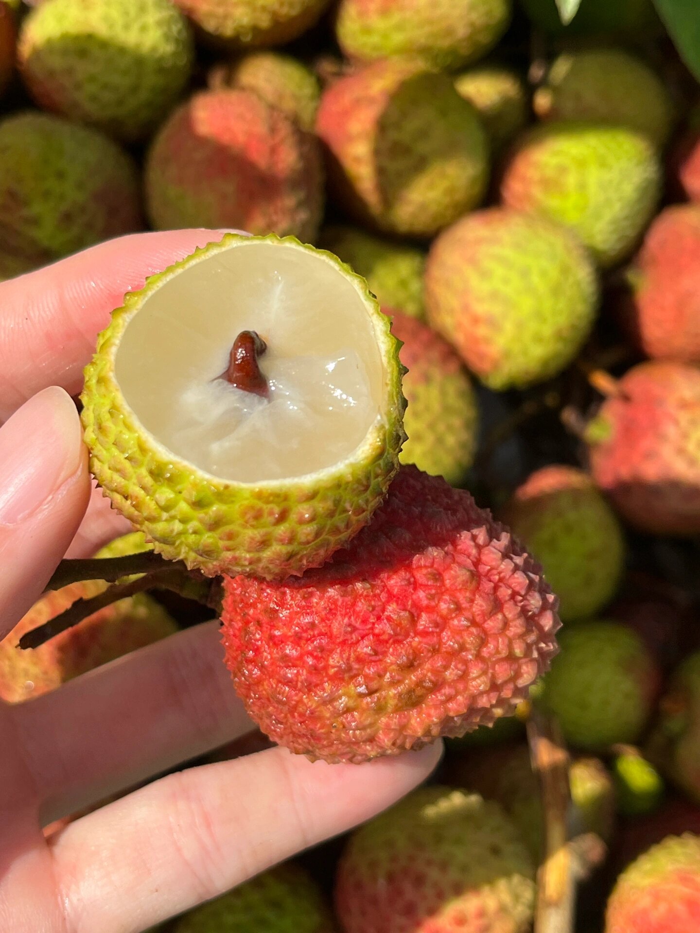 新鲜妃子笑荔枝到货啦👉 红中透粉的果壳超 配图1