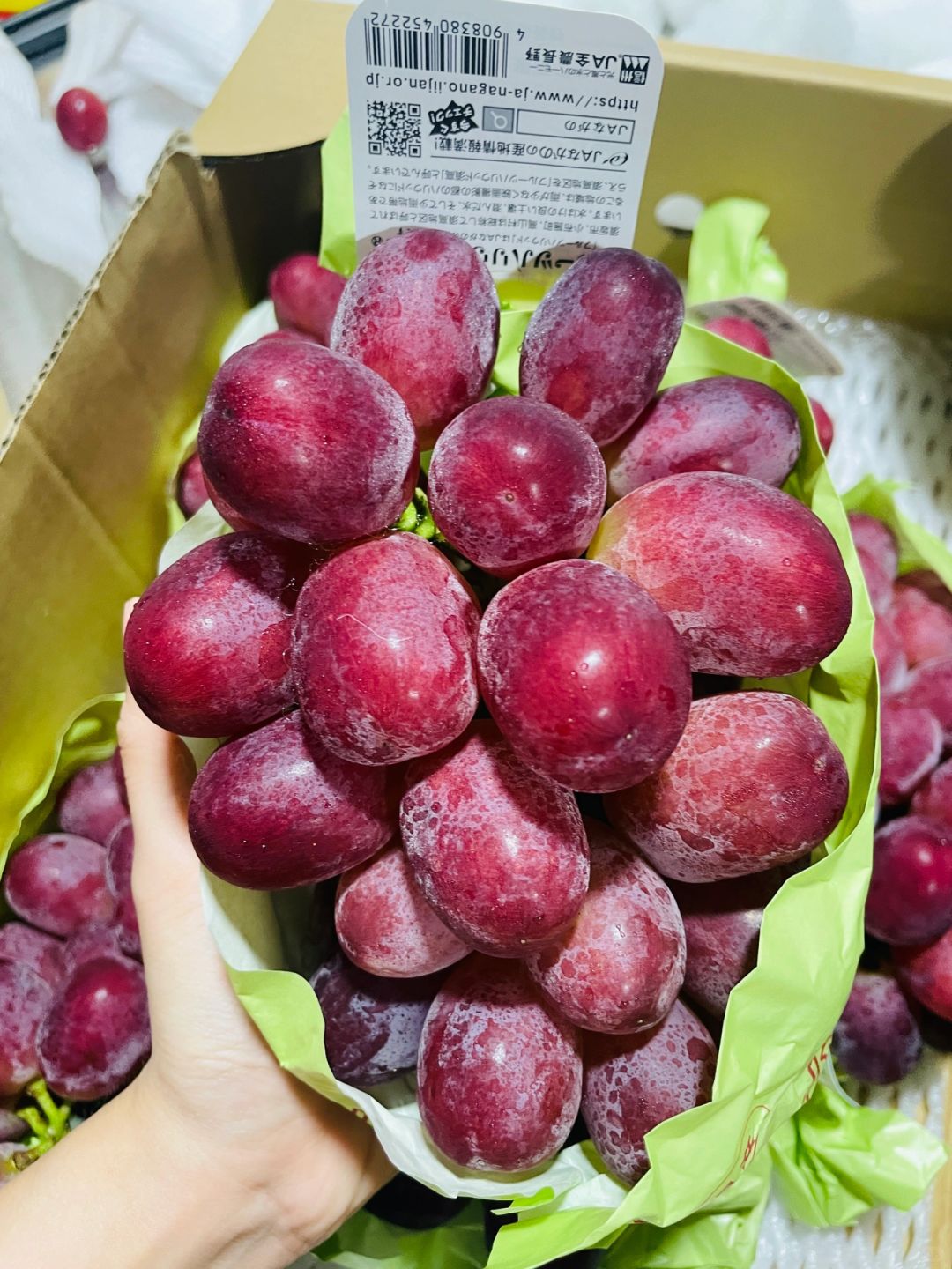 胭脂皇后妃红提👑🍇 每年仅微量登场的天花 配图1