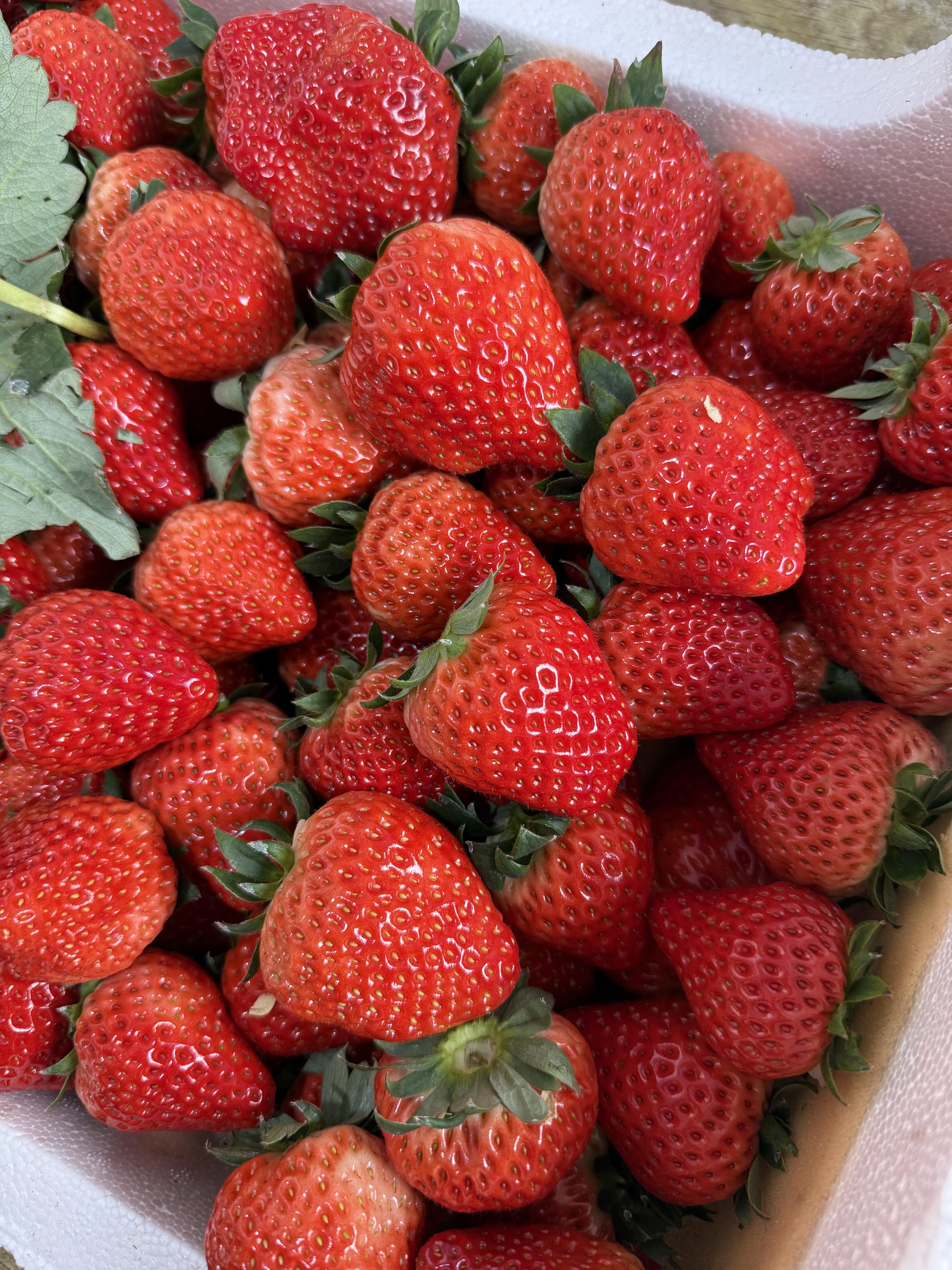 🍓红颜草莓甜度升级！ 果肉鲜嫩爆汁，香气 配图2