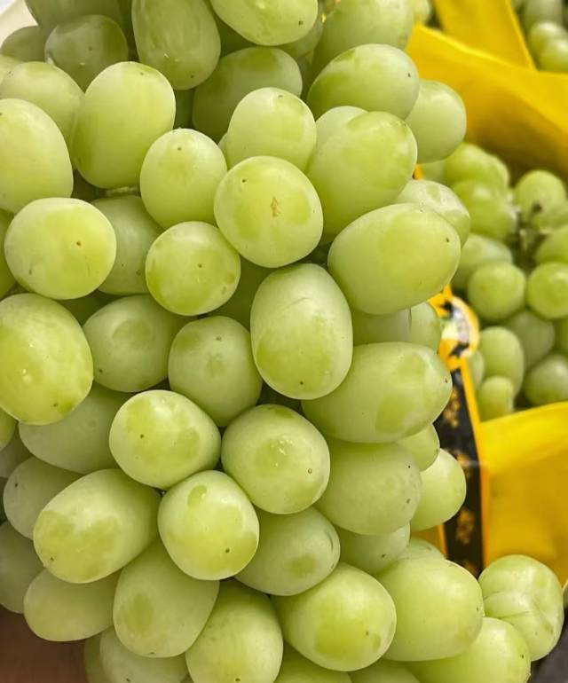 新疆无核白葡萄 🍇 🍇每一颗都青翠欲滴， 配图2