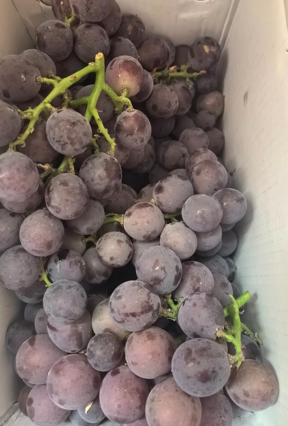 今日分享-浦江飓风葡萄🍇 口感浓甜带香‼ 配图2