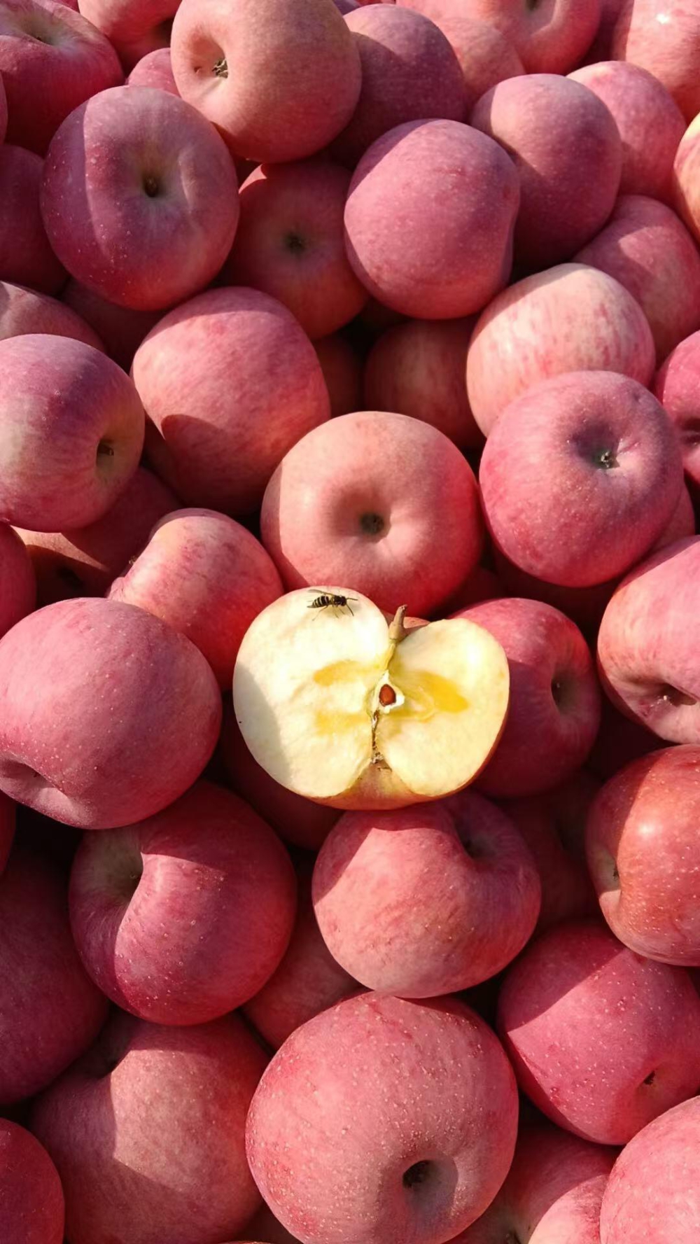 洛川苹果🍎 一口下去酥甜不瓷实～满口苹果 配图1
