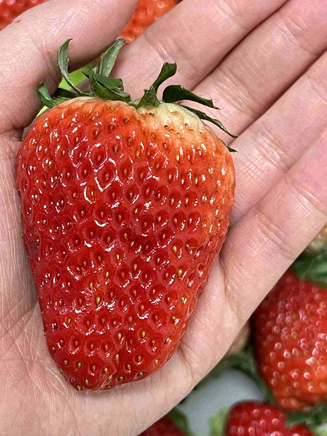 🍓一身颜润如宝石的鲜艳红色🔴 浓郁且舒服 配图1