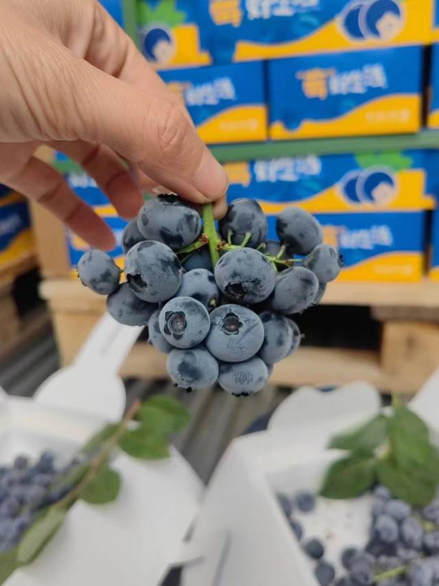 【串枝蓝莓💙】 枝串果，超级新鲜，满满果 配图1