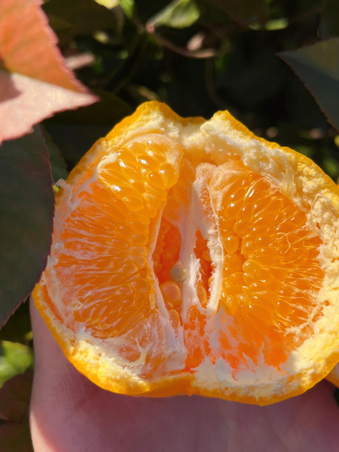 🍊【清爽解腻】耙耙柑🌿 果肉粒粒分明，汁 配图3
