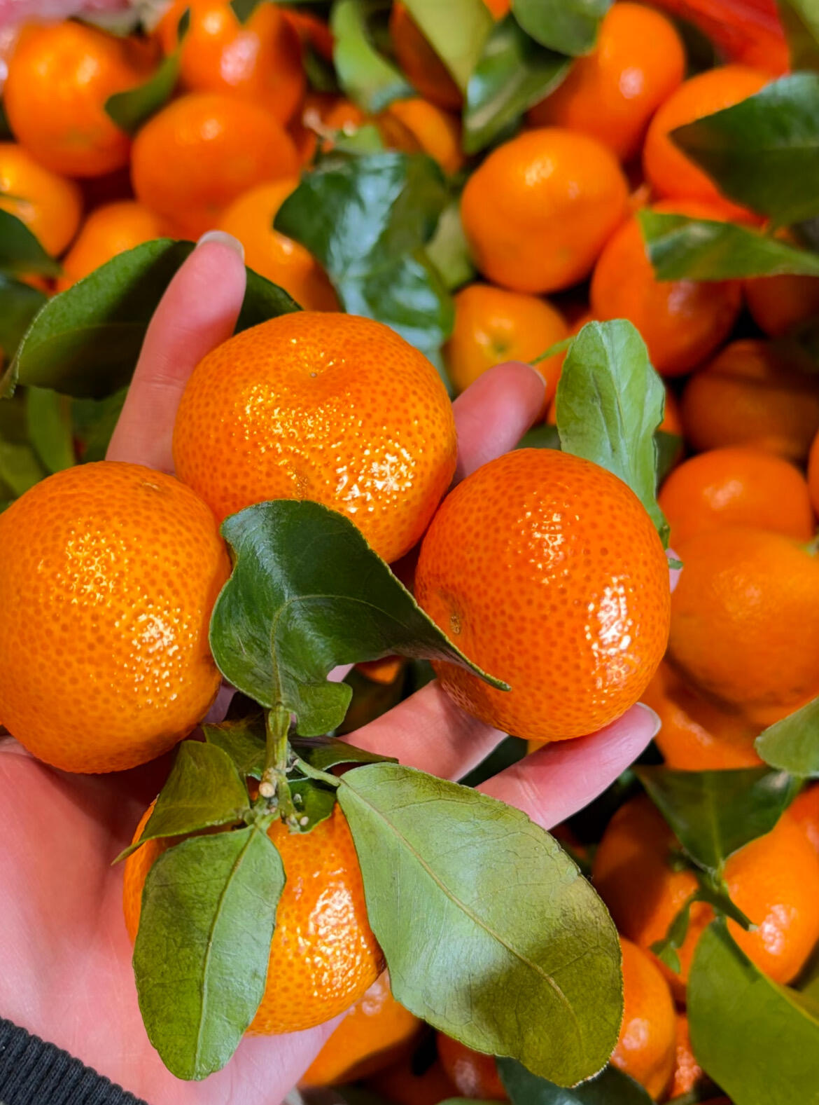 🍊 砂糖橘📣📣 ✨冬日的砂糖橘🍊🍊圆润鲜 配图1