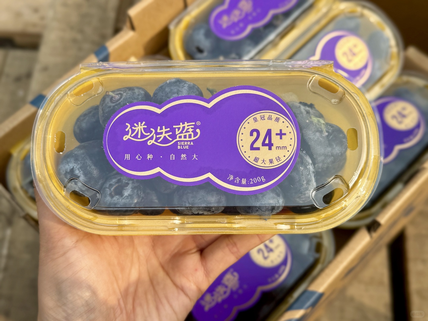 ✨——迷迭蓝！24+超大果 ❤️颗颗饱满 配图1