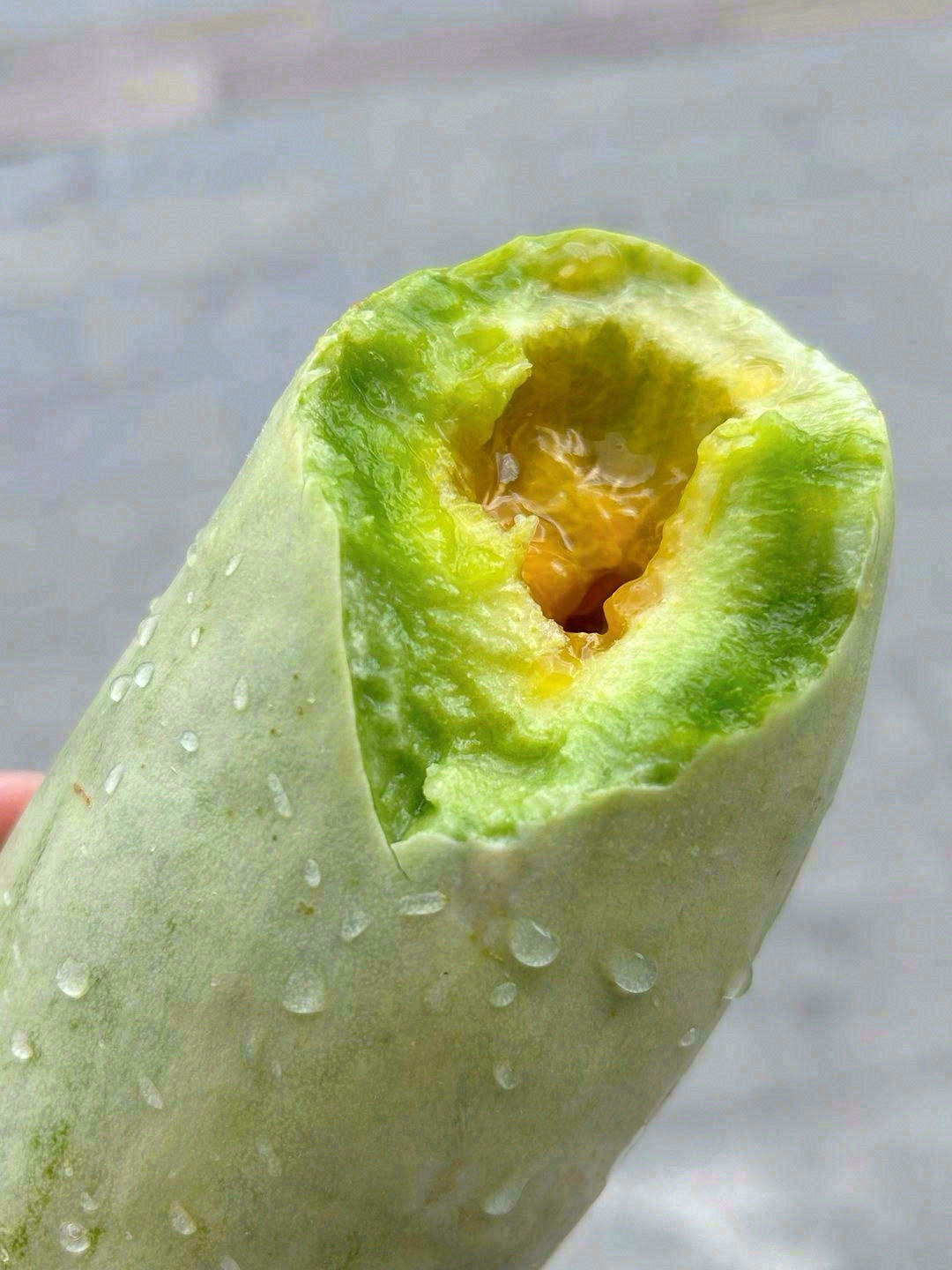 酥甜酥甜的羊角蜜🥒，一口气一个瓜超甜过瘾 配图2