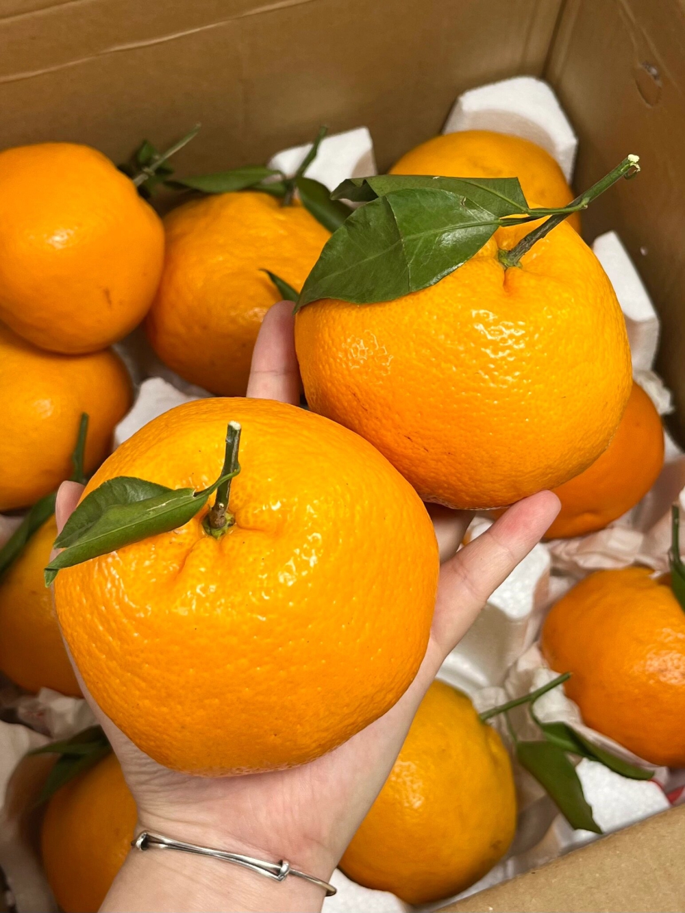 ☘️愿大家这个冬天都是橘子的浪漫！ 🍊希 配图3